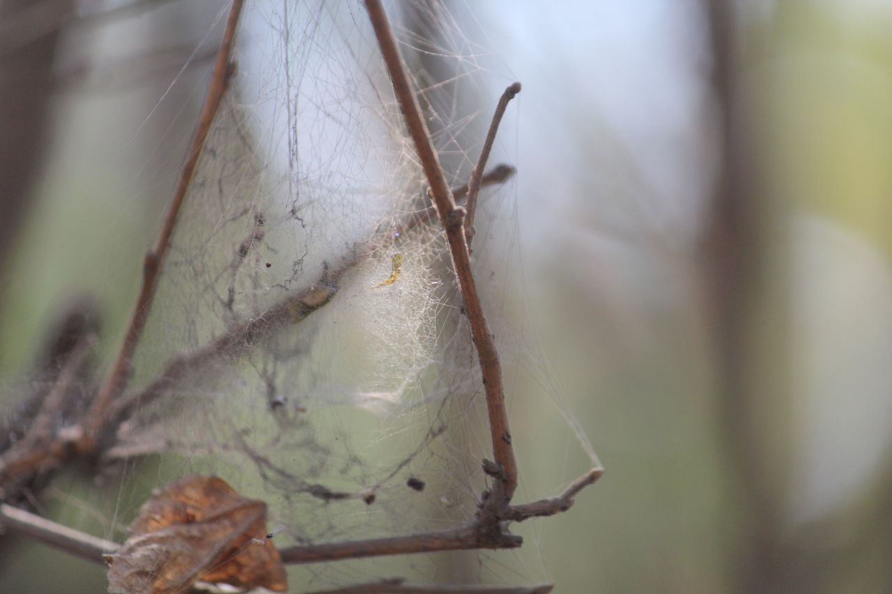 Cobweb Bushes Stock Free