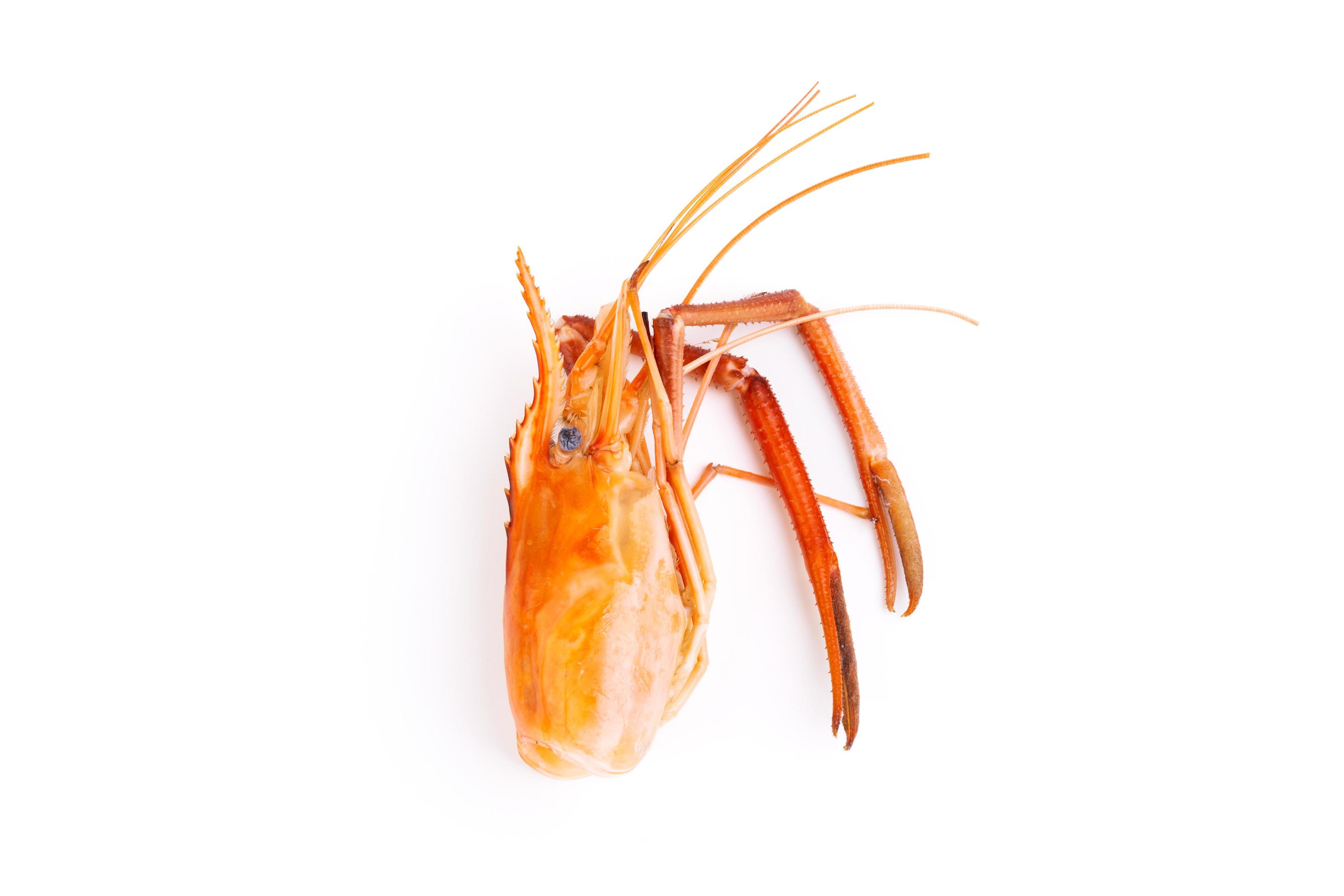 one shrimp head And shrimp shells, food scraps, leftovers, waste, natural seafood. lunch. dinner isolated on white background Stock Free