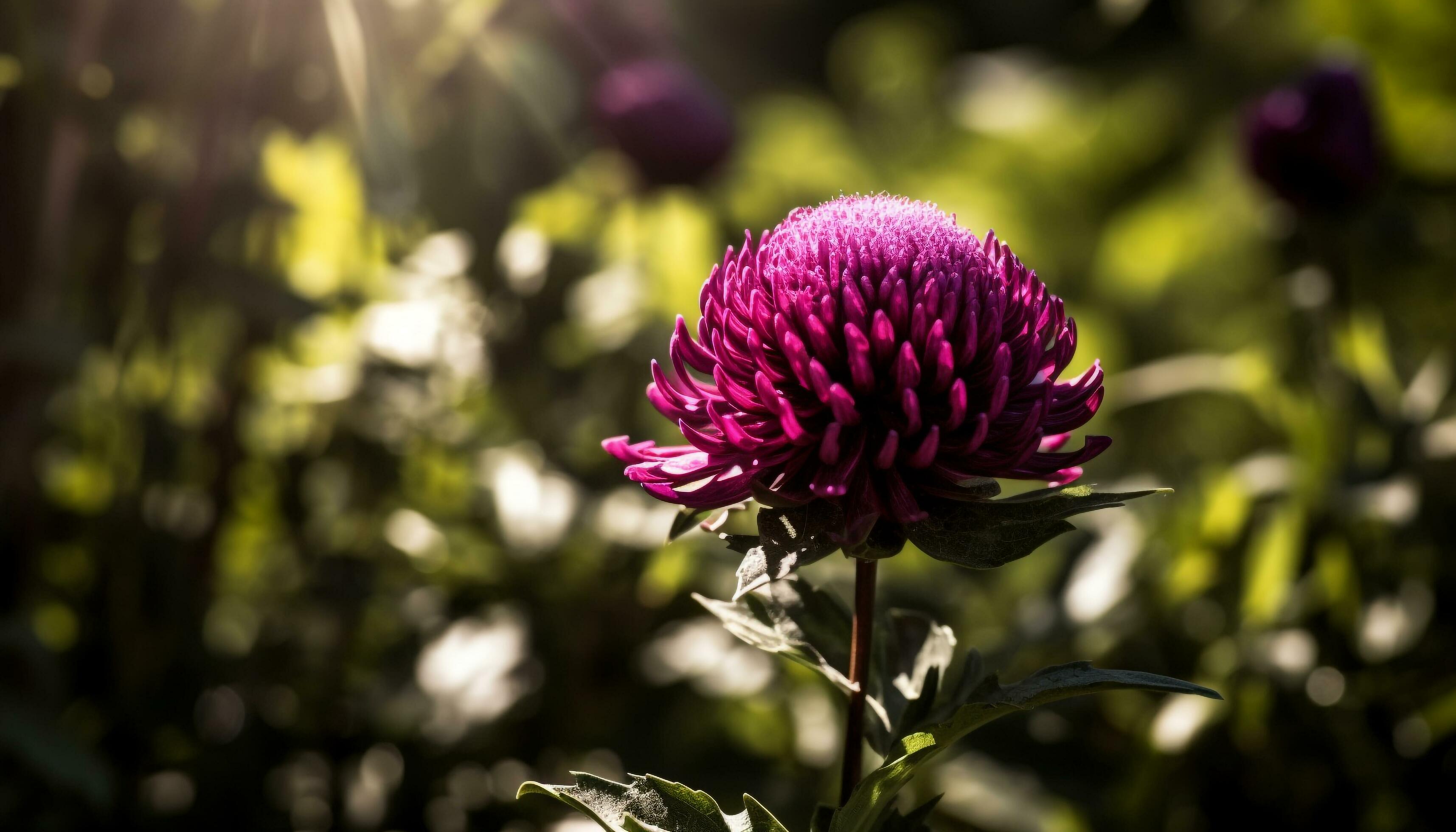 Vibrant cornflower bouquet, a single flower in focus, nature beauty generated by AI Stock Free