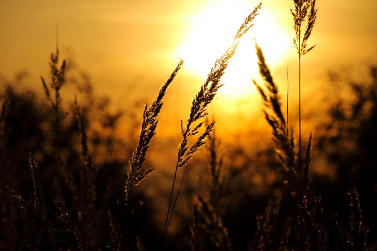 Wheat Field Against Sky at Sunset Stock Free