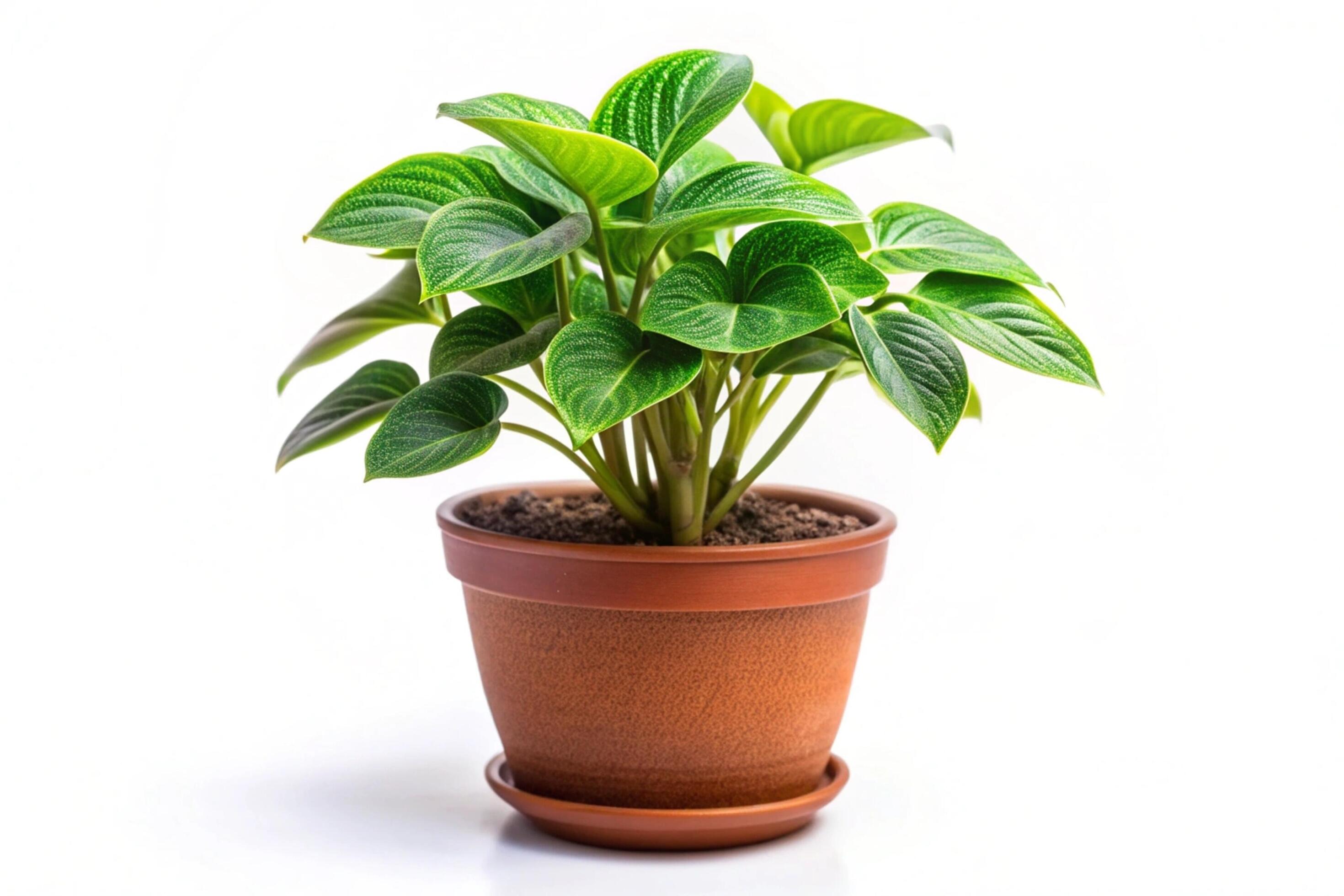 Small plant isolated on white background Stock Free