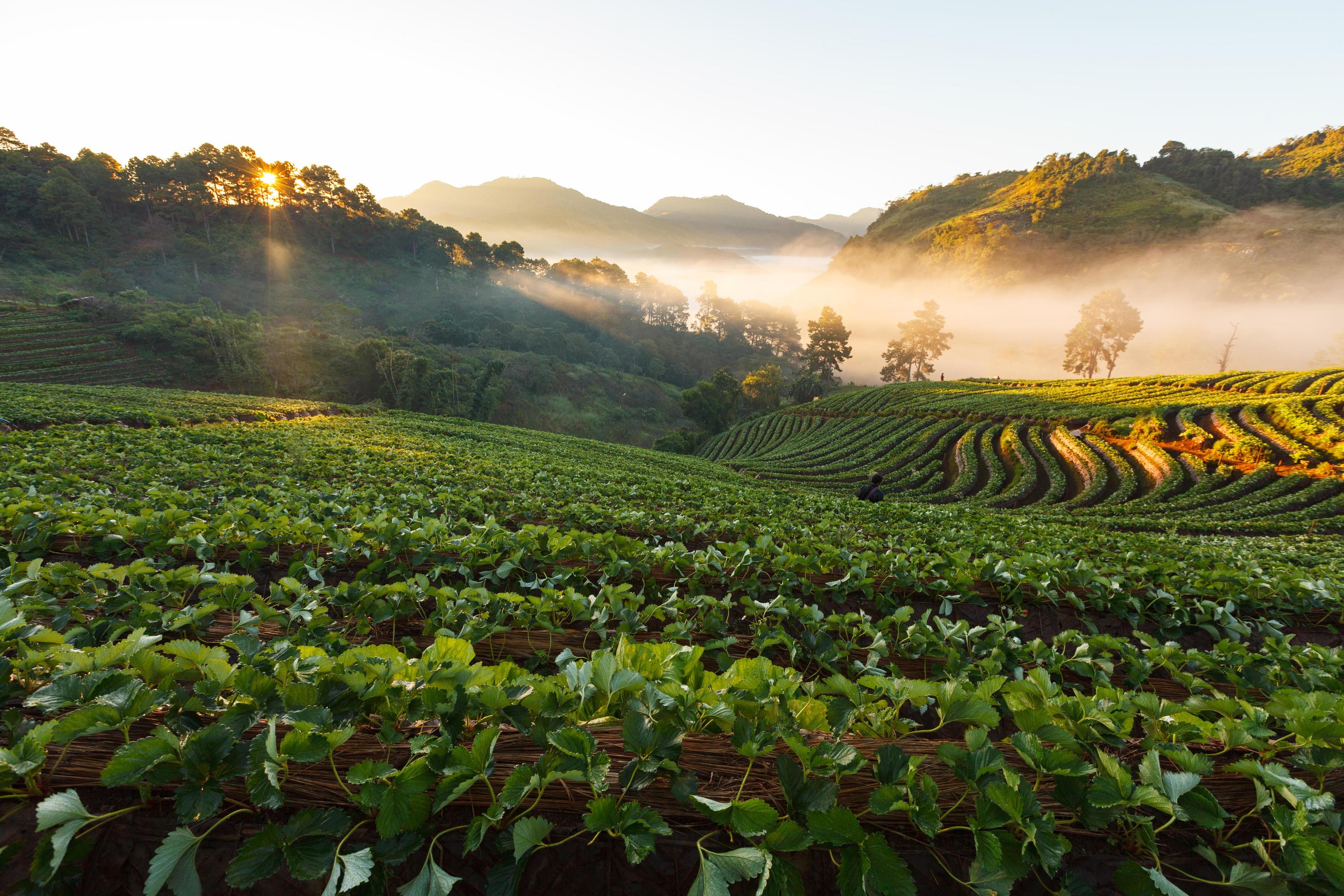 Misty morning sunrise in strawberry garden at Doi Ang khang mountain, chiangmai Stock Free