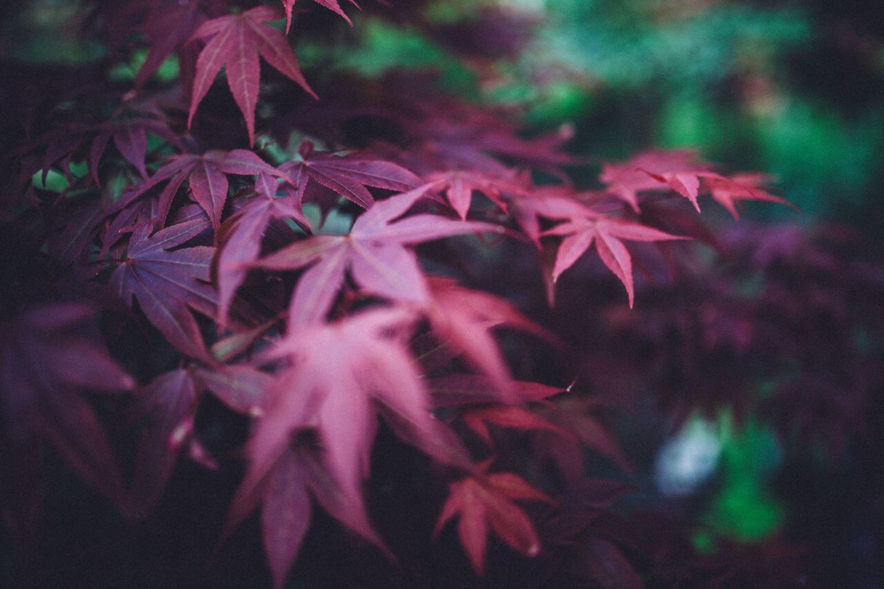 Red Plant in the Park Stock Free