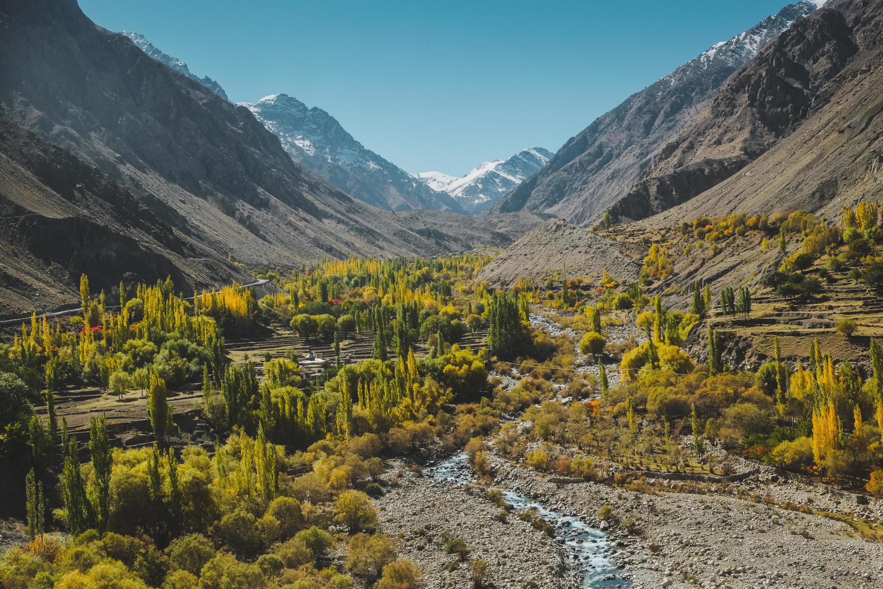 Nature landscape view of yellow and green foliage Stock Free