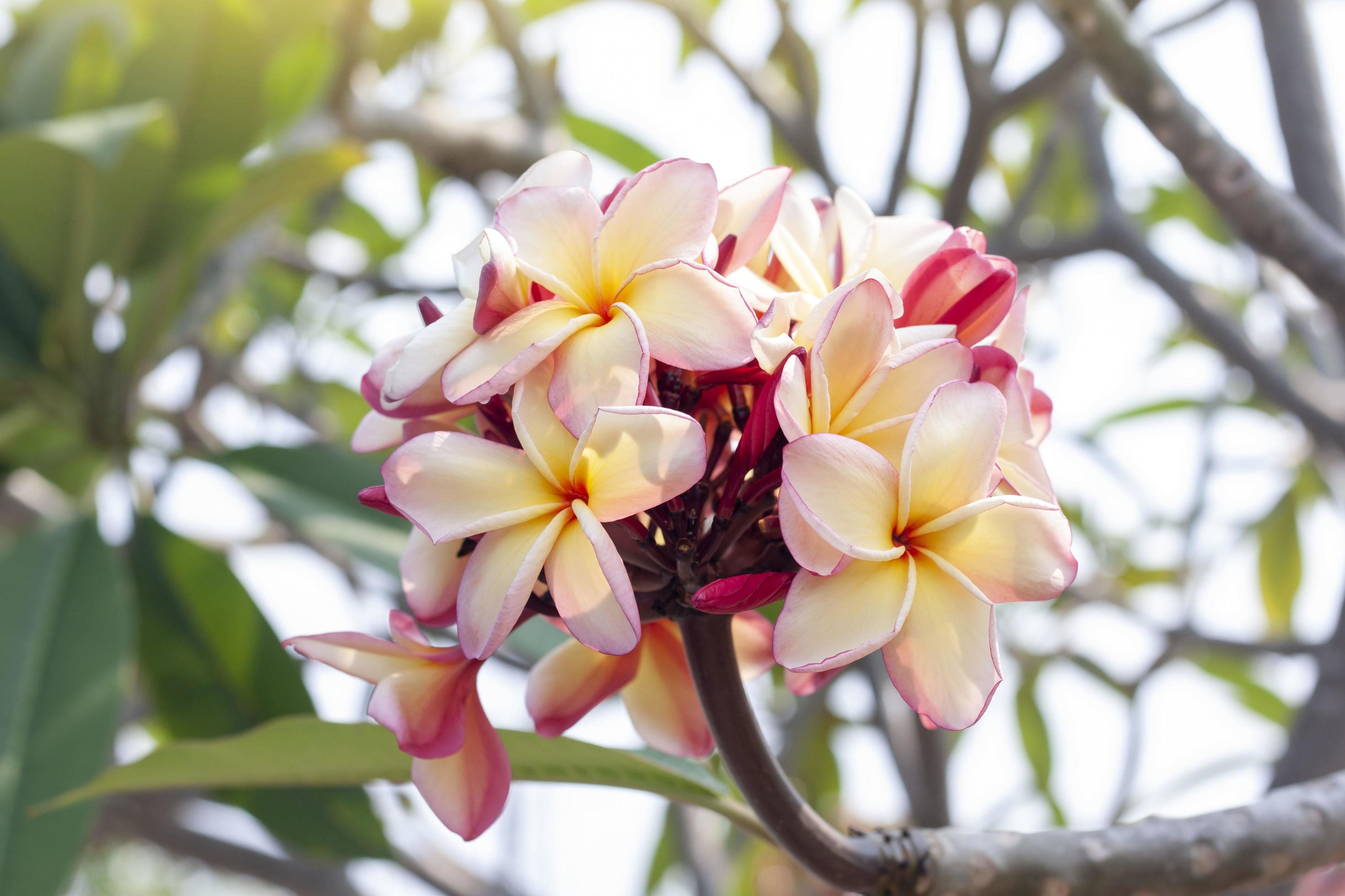 Beautiful Plumeria flowers bloom on tree with sunlight in the garden. Stock Free