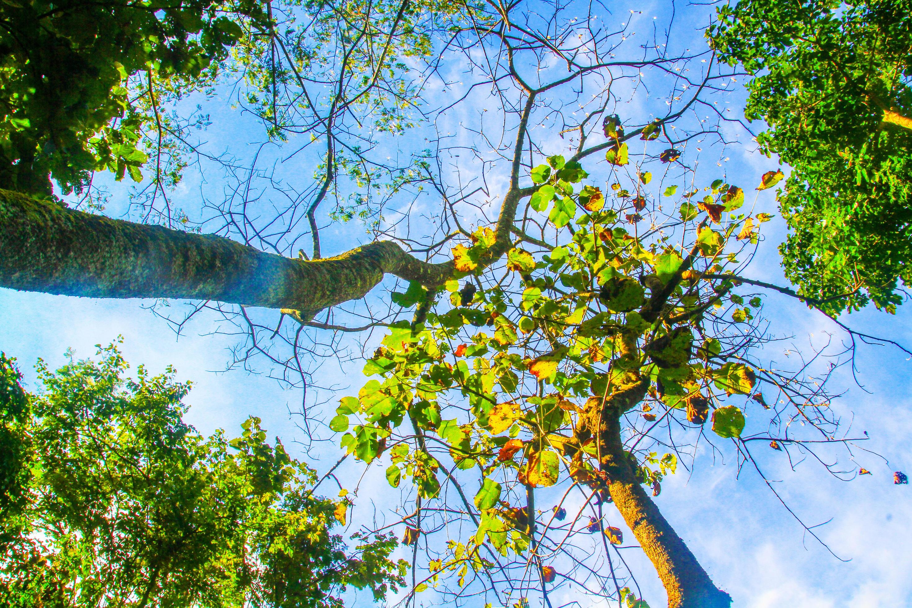 Green forest and jungle with blue sky on Mountain. Stock Free