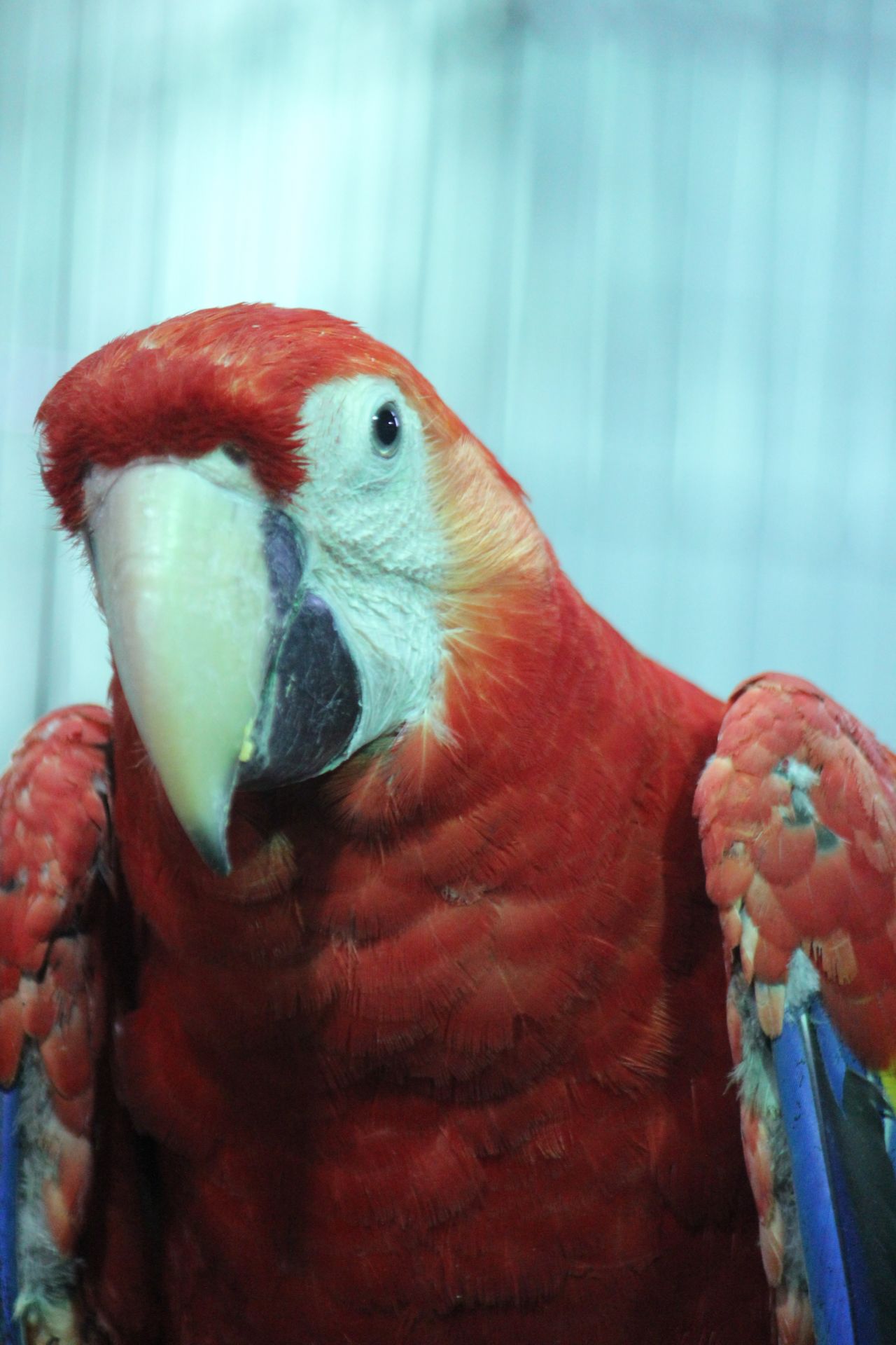 Macaw Parrot Portrait Stock Free