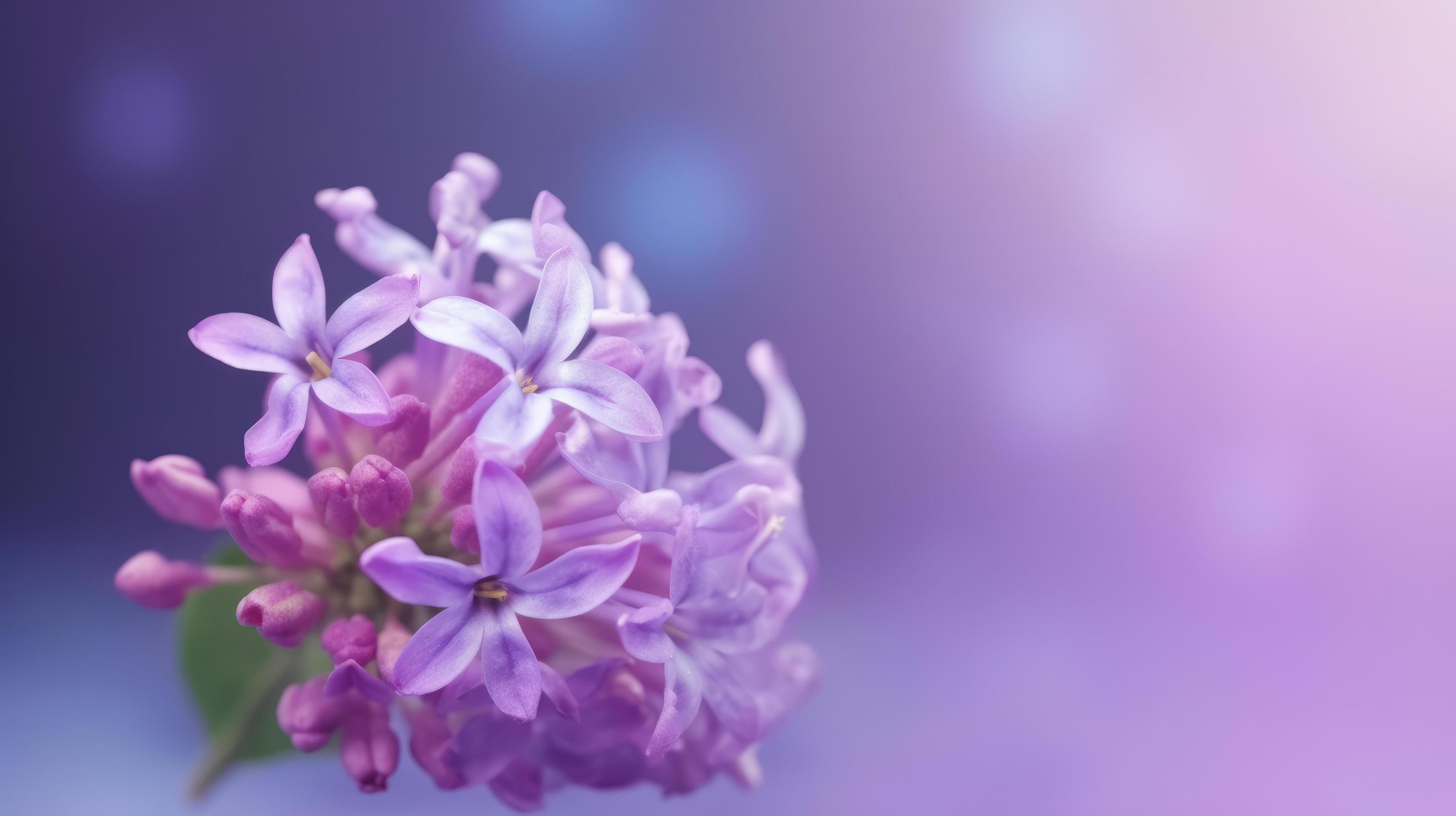 Lilac flower bokeh background. Illustration Stock Free