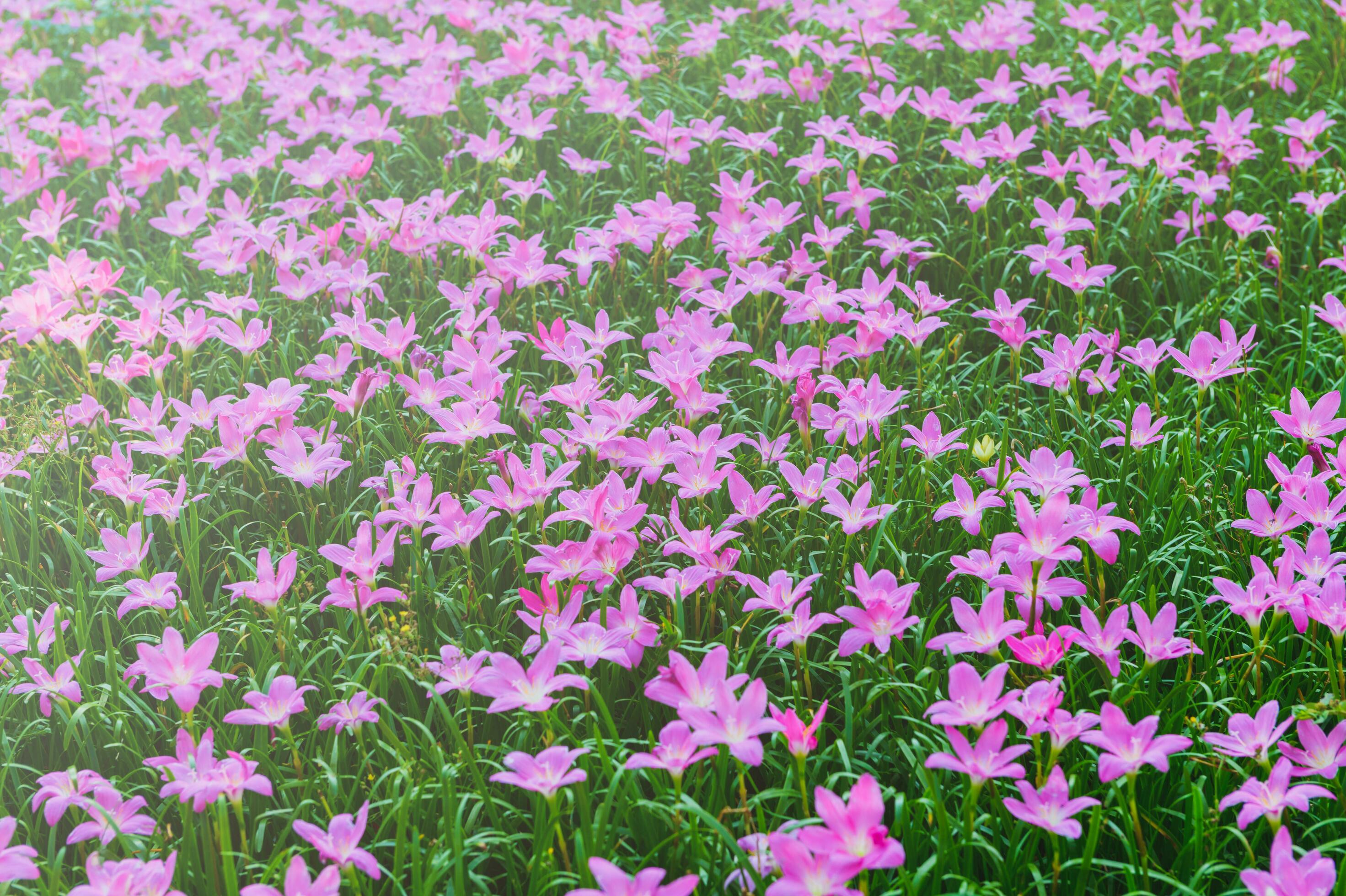 Zephyranthes grandiflora pink flowers or Fairy Lily Stock Free