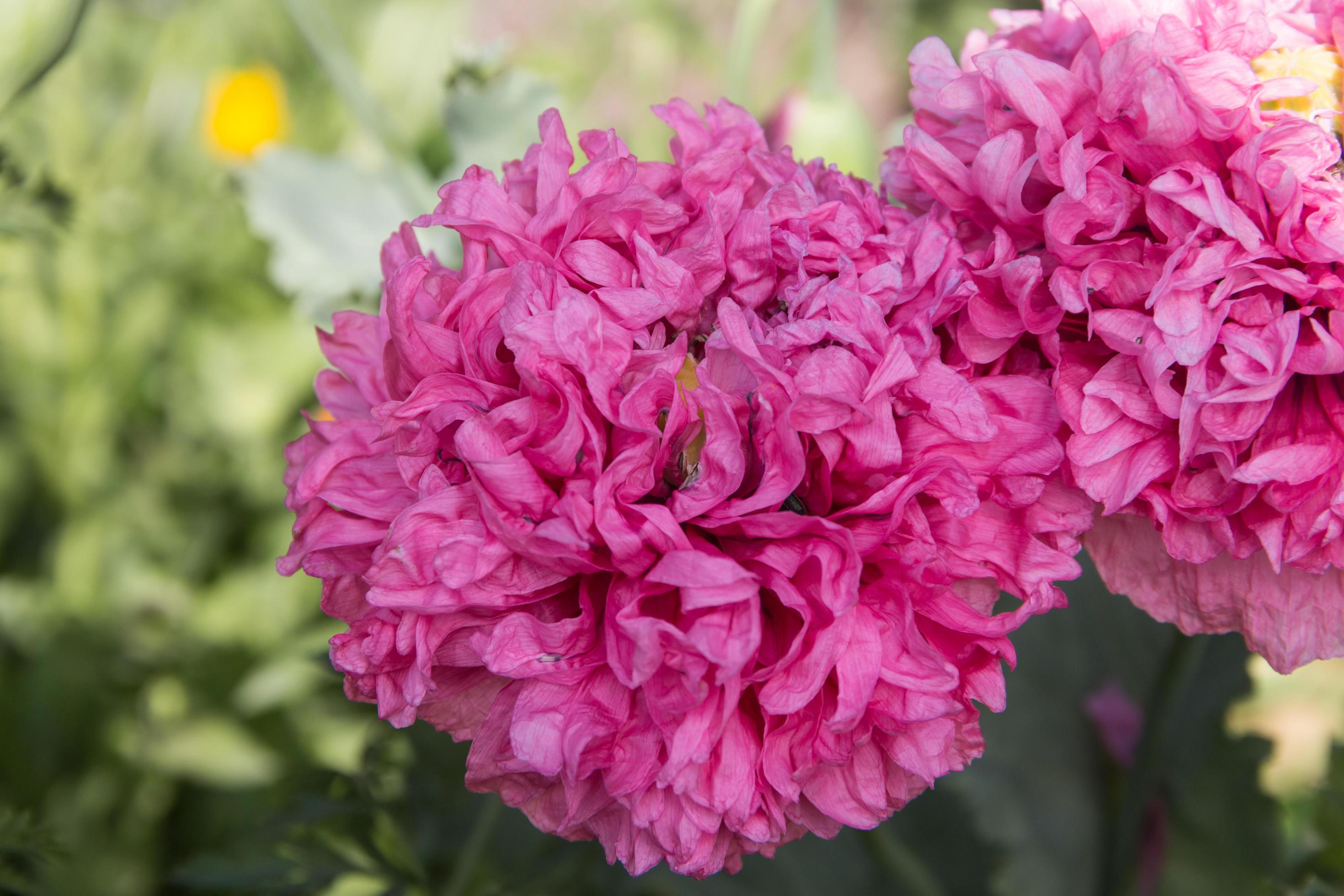 pink giant double poppy flower Stock Free