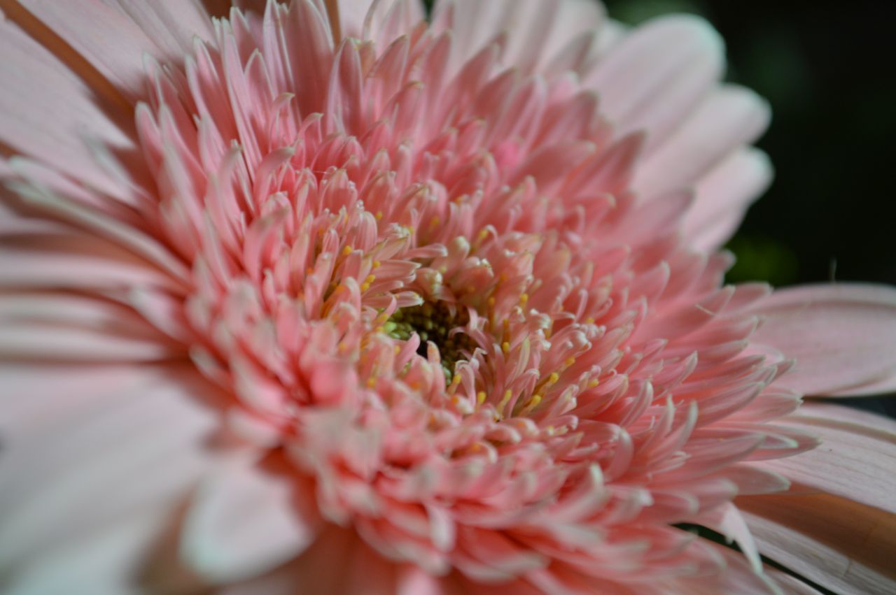 Pink Flower Daisy Stock Free