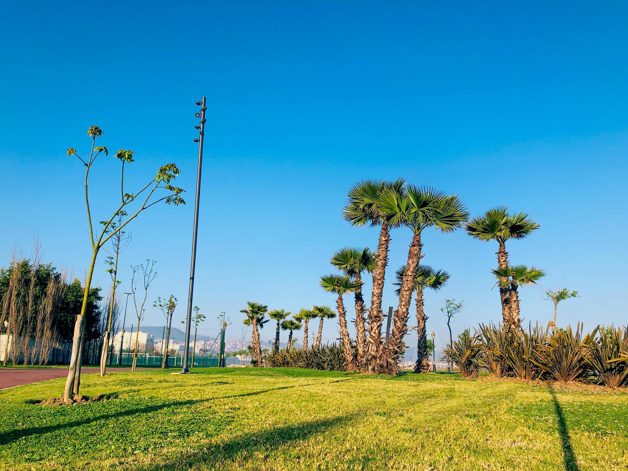 Experience the vibrance and energy of a lively public park, captured in a stunning moment of natural beauty and urban life Stock Free