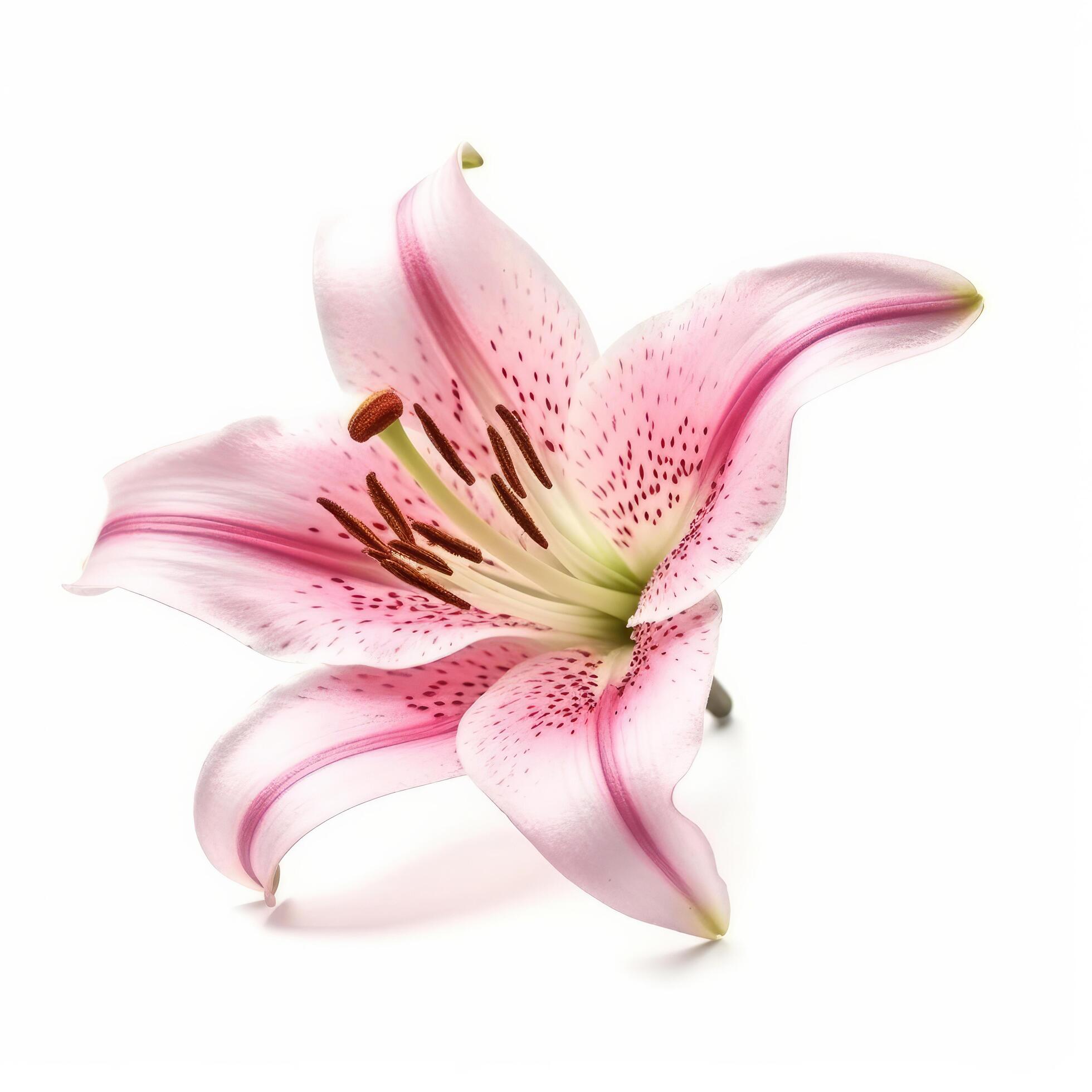 Pink Lilly flower isolated. Illustration Stock Free