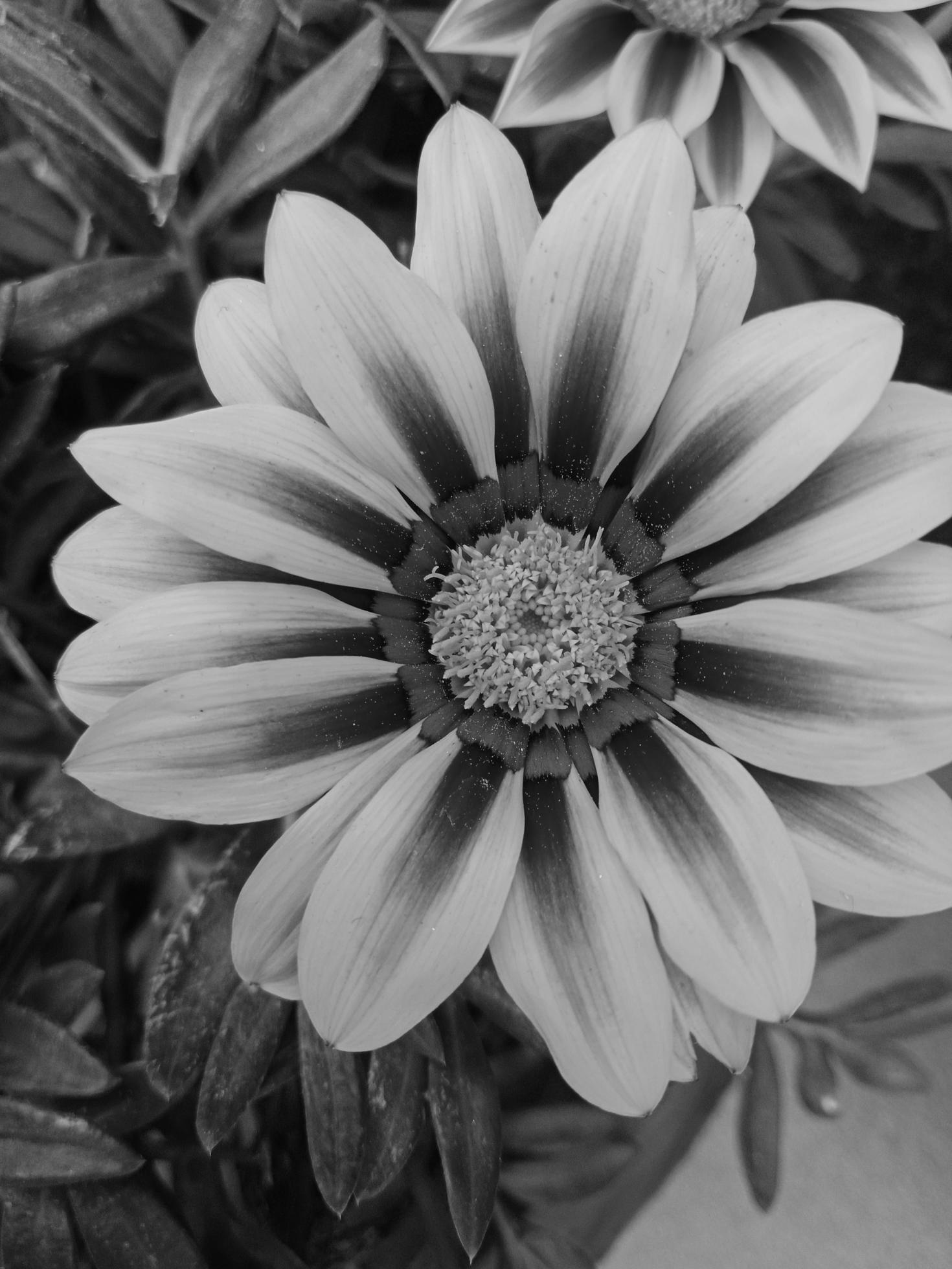 Gazania rigens black and white flower Stock Free