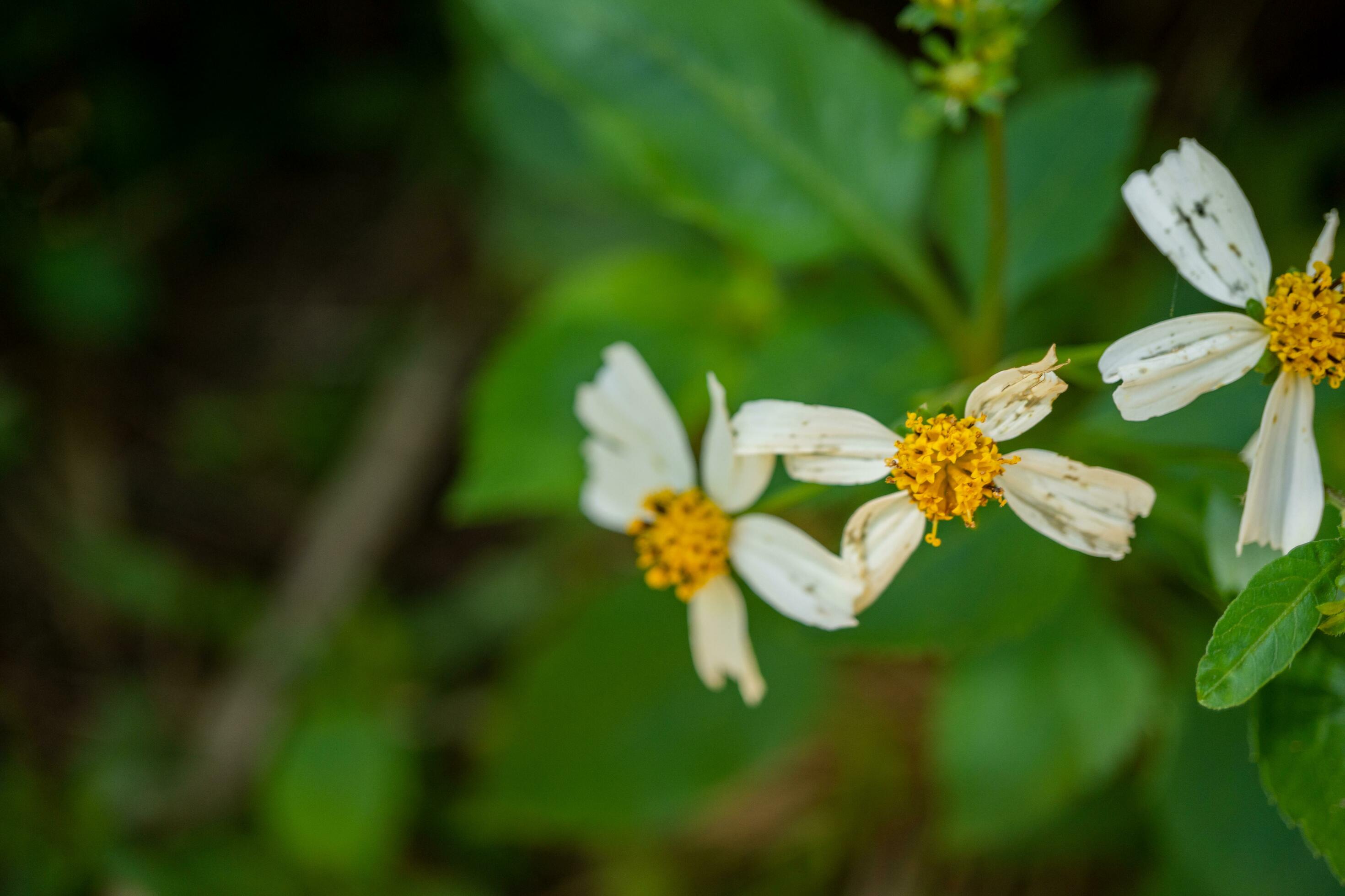 Wild white flower when is blossom at the spring time. The photo is suitable to use for botanical flower content media and nature background. Stock Free