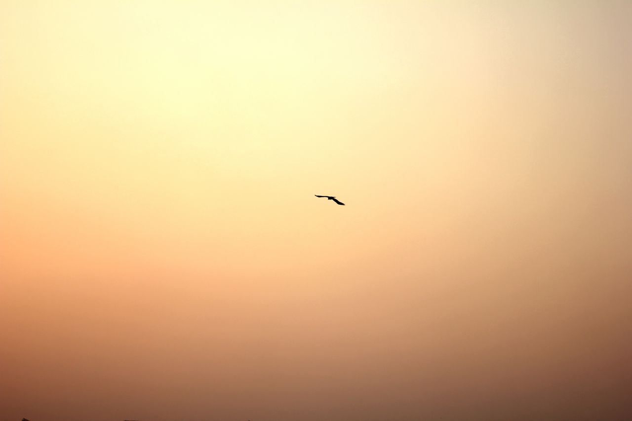 Bird Sunset Stock Free