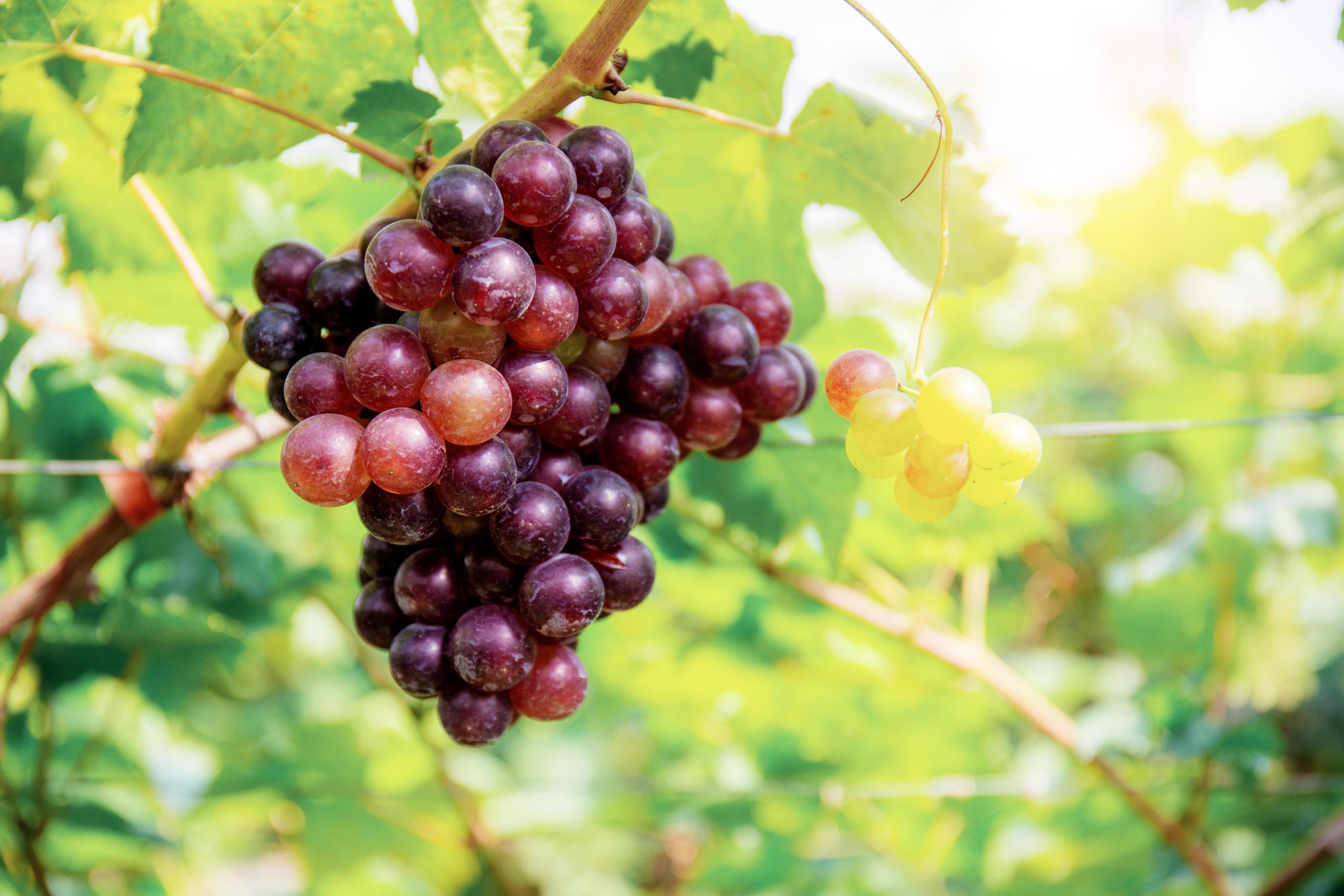 Red grapes on tree. Stock Free