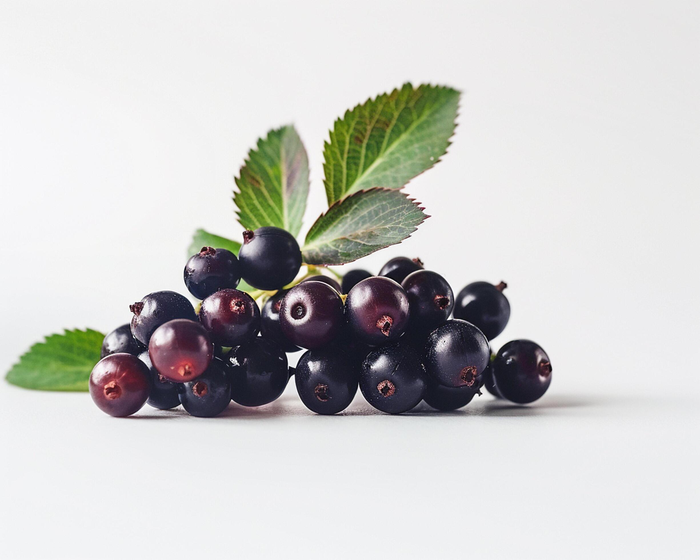 black currant berries on white background Stock Free