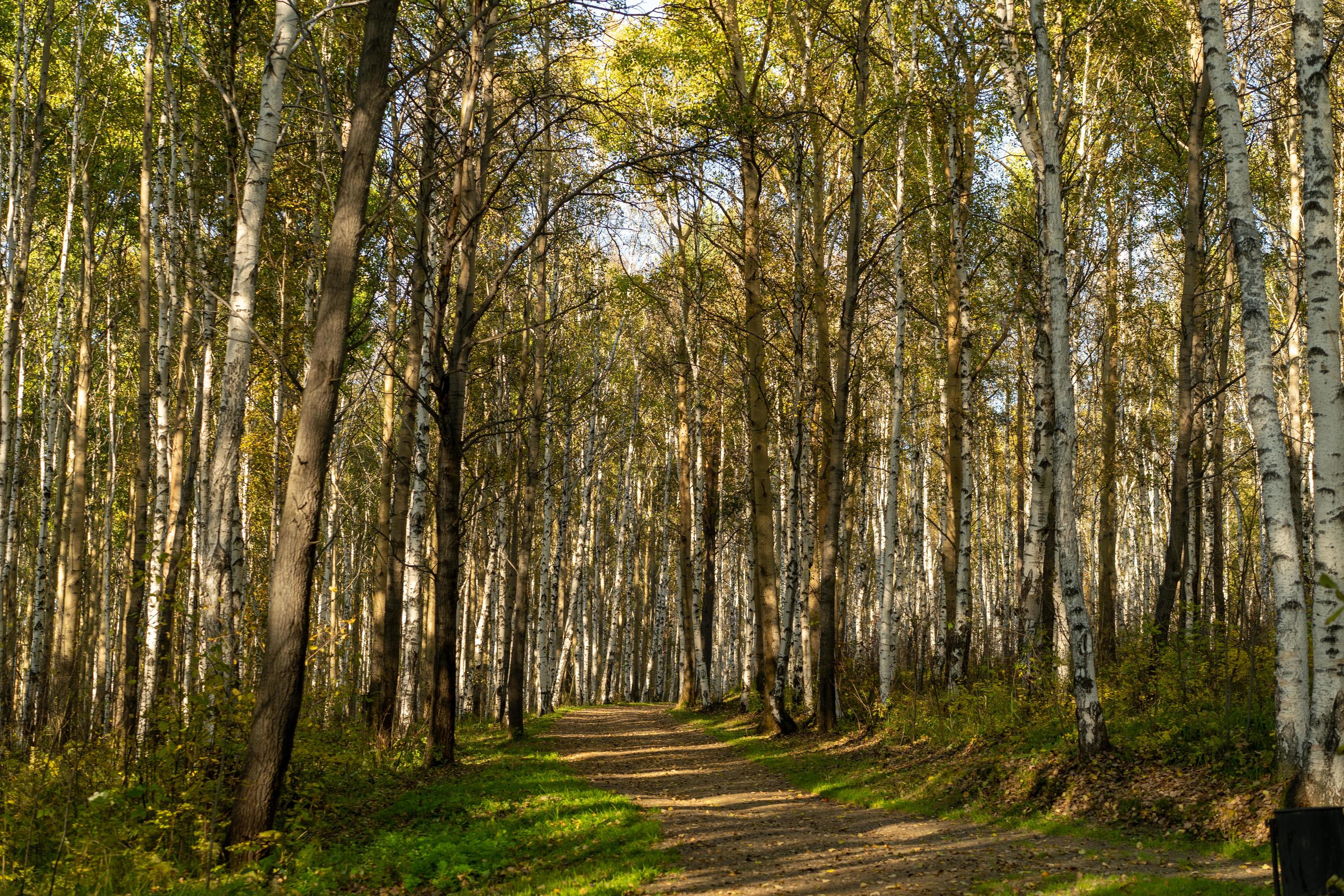 Natural landscape with a view of trees and a path in the grove. Stock Free