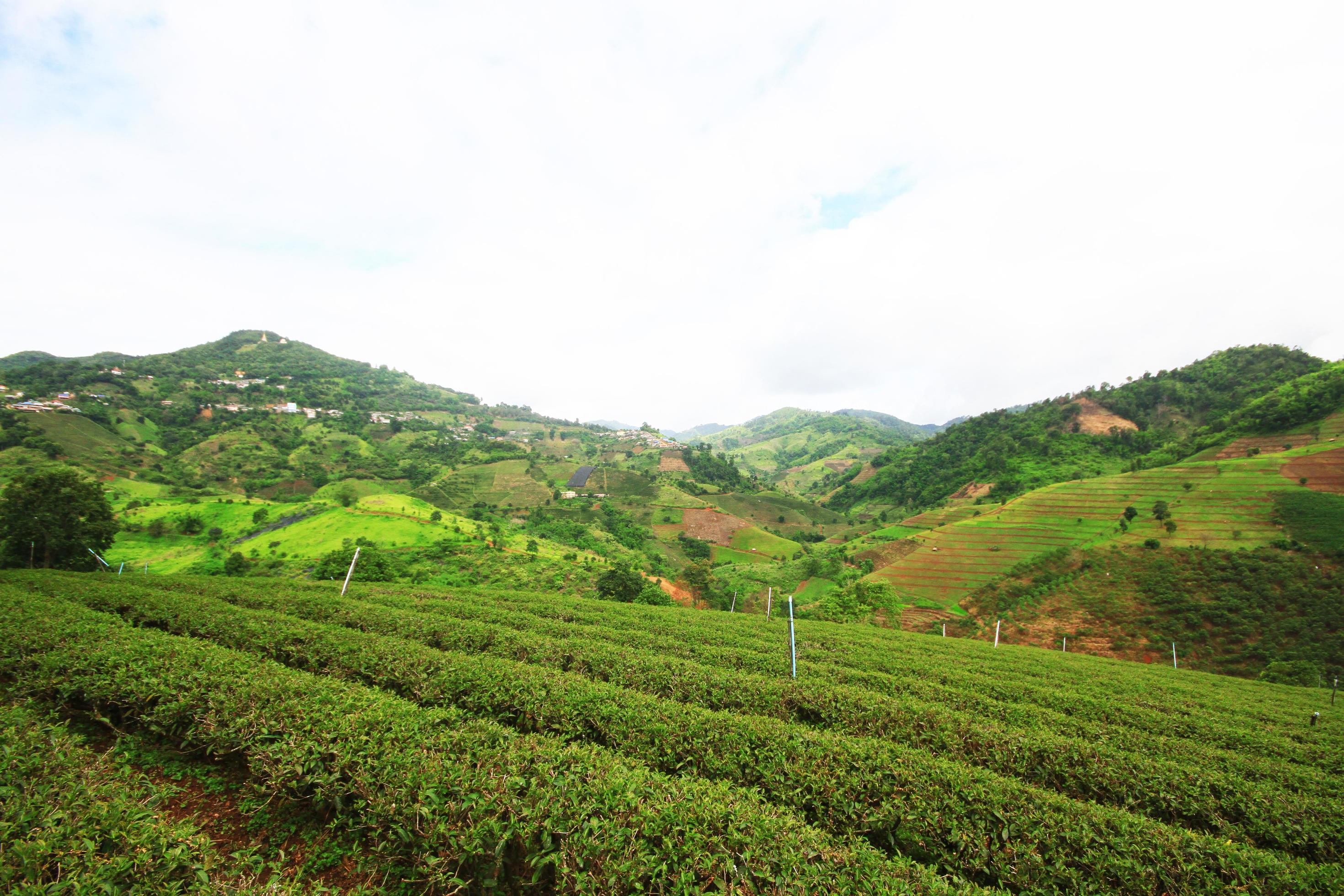 Tea Plantation in sunrise on the mountain and forest is very beautiful view in Chiangrai Province, Thailand. Stock Free