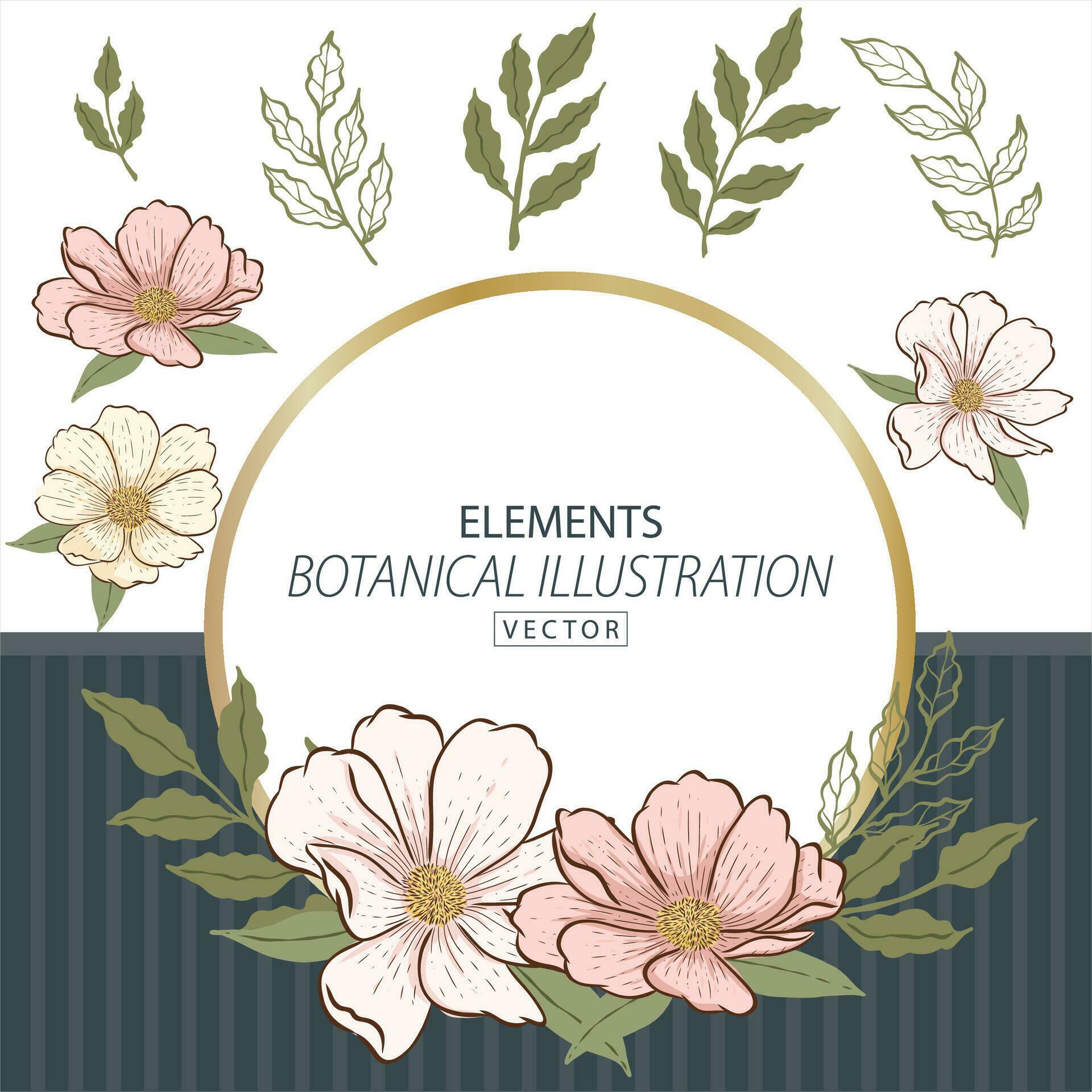 Botanical cosmos flower illlustration hand drawn elements and frame Stock Free and Free SVG