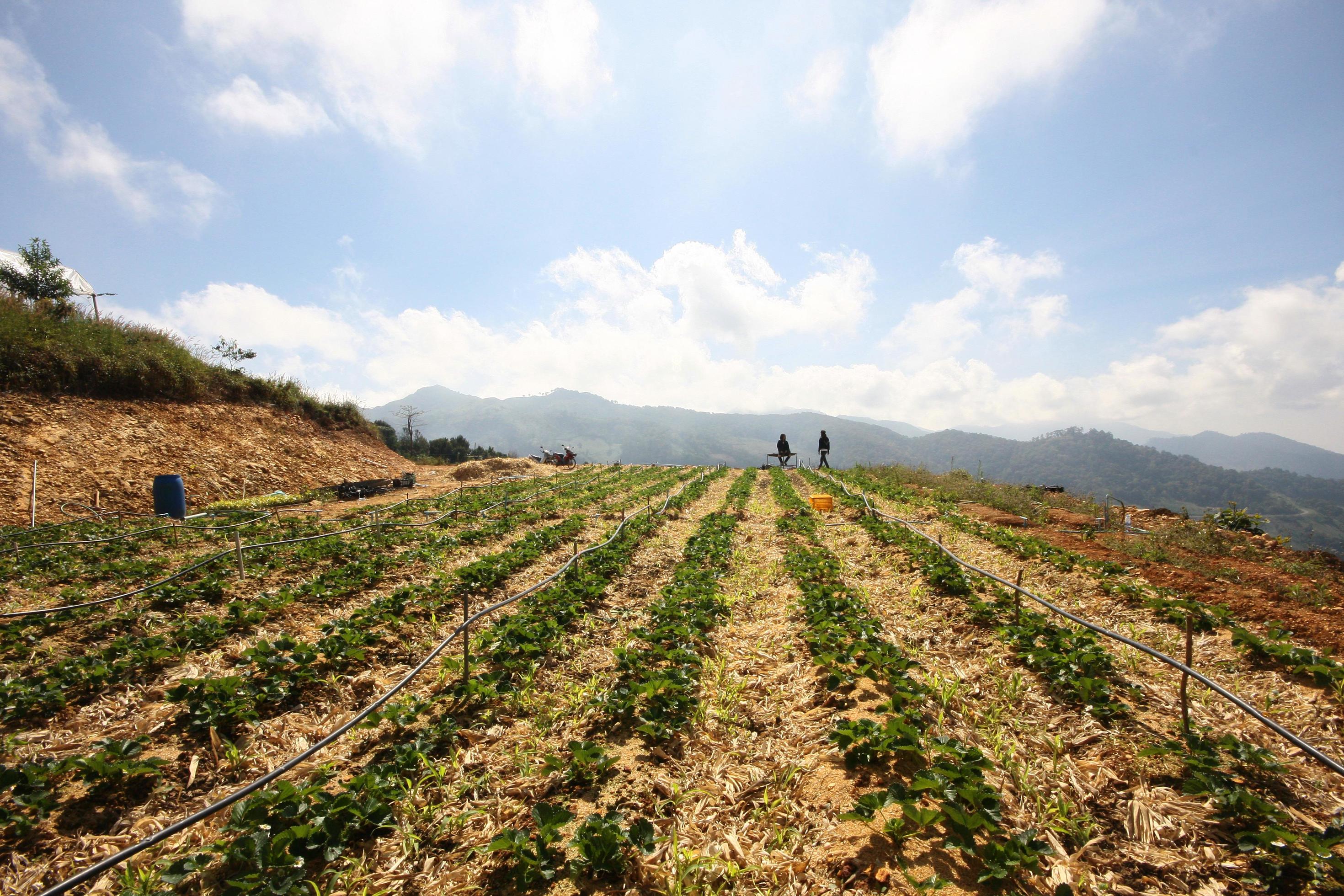 Couple love stand in Strawberry Farm on the mountain in Thailand Stock Free