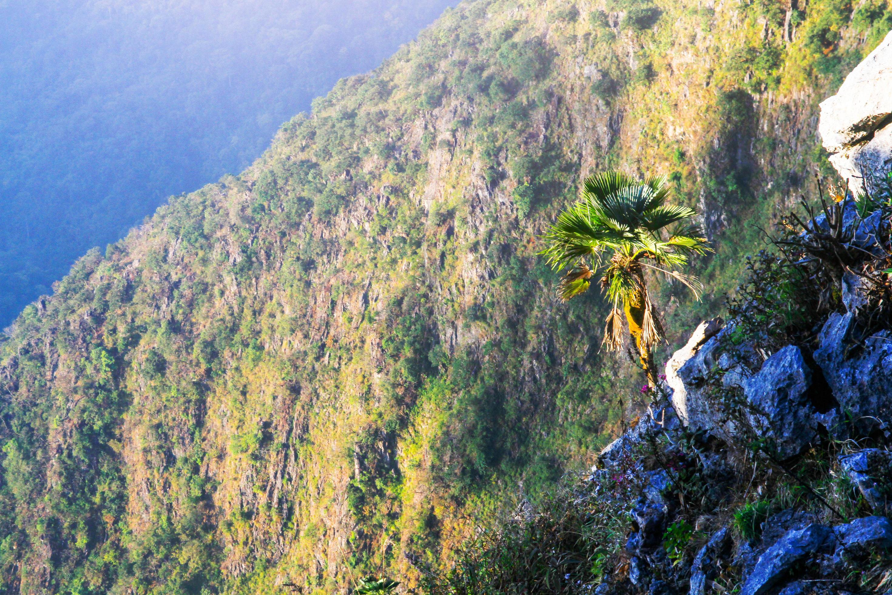 Sunrise in morning with palm tree on the rock of mountain. Sunray with Fog and mist cover the jungle hill in Thailand Stock Free