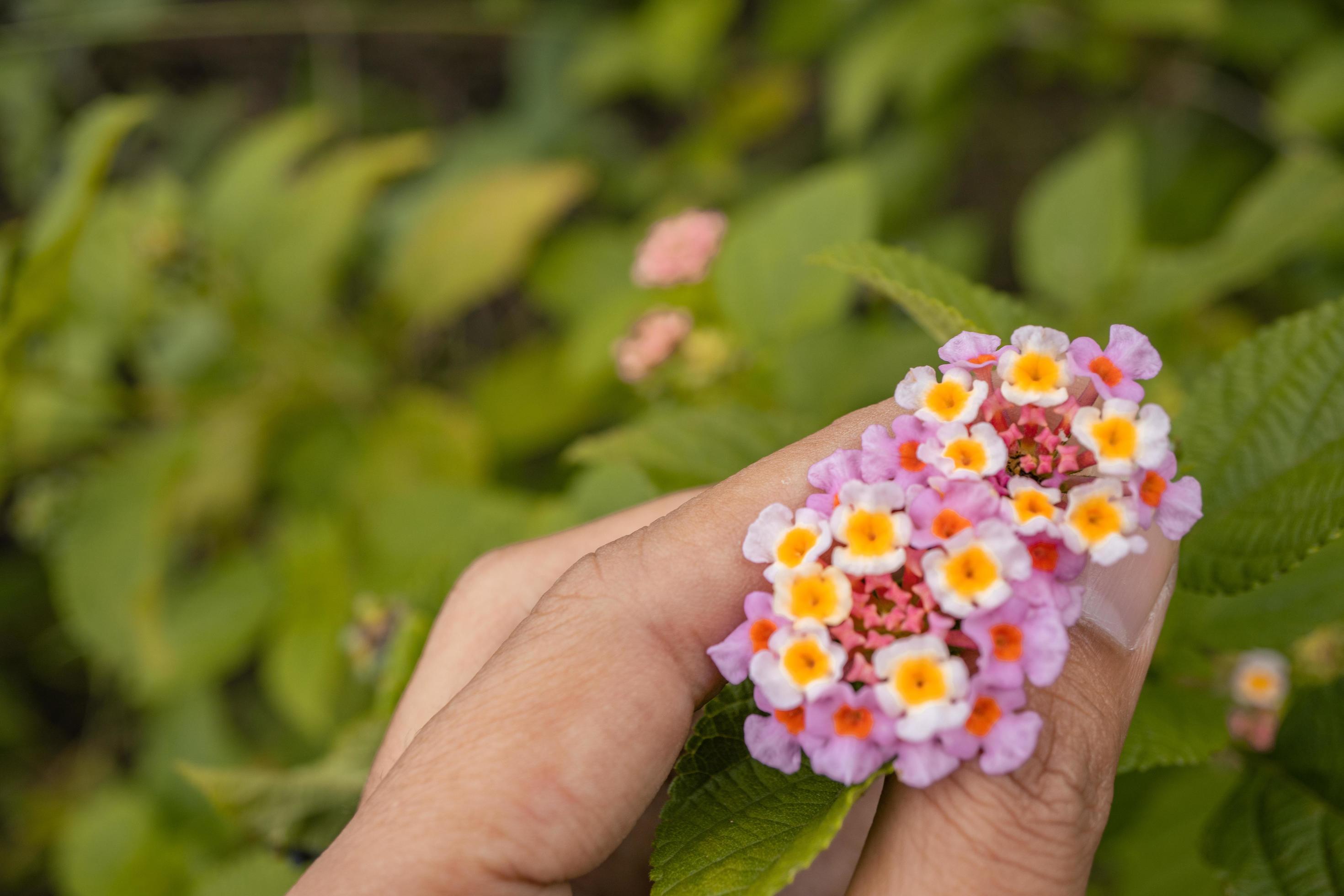 Macro photo of meadow flower white, pink yellow and violet color. The photo is suitable to use for nature flower background, poster and advertising. Stock Free