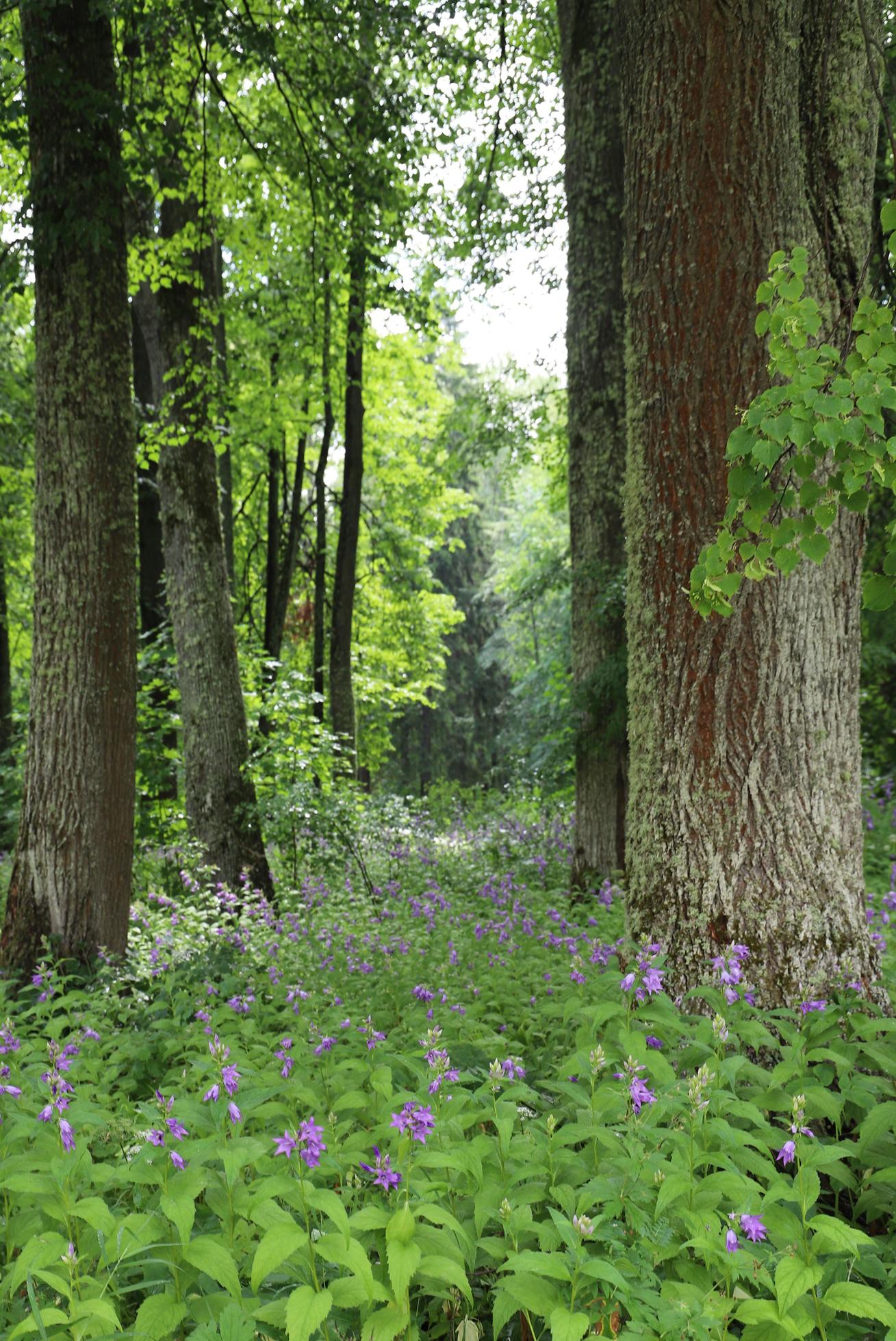 A forest clearing covered with purple flowers on a summer day. Unfocused. Stock Free