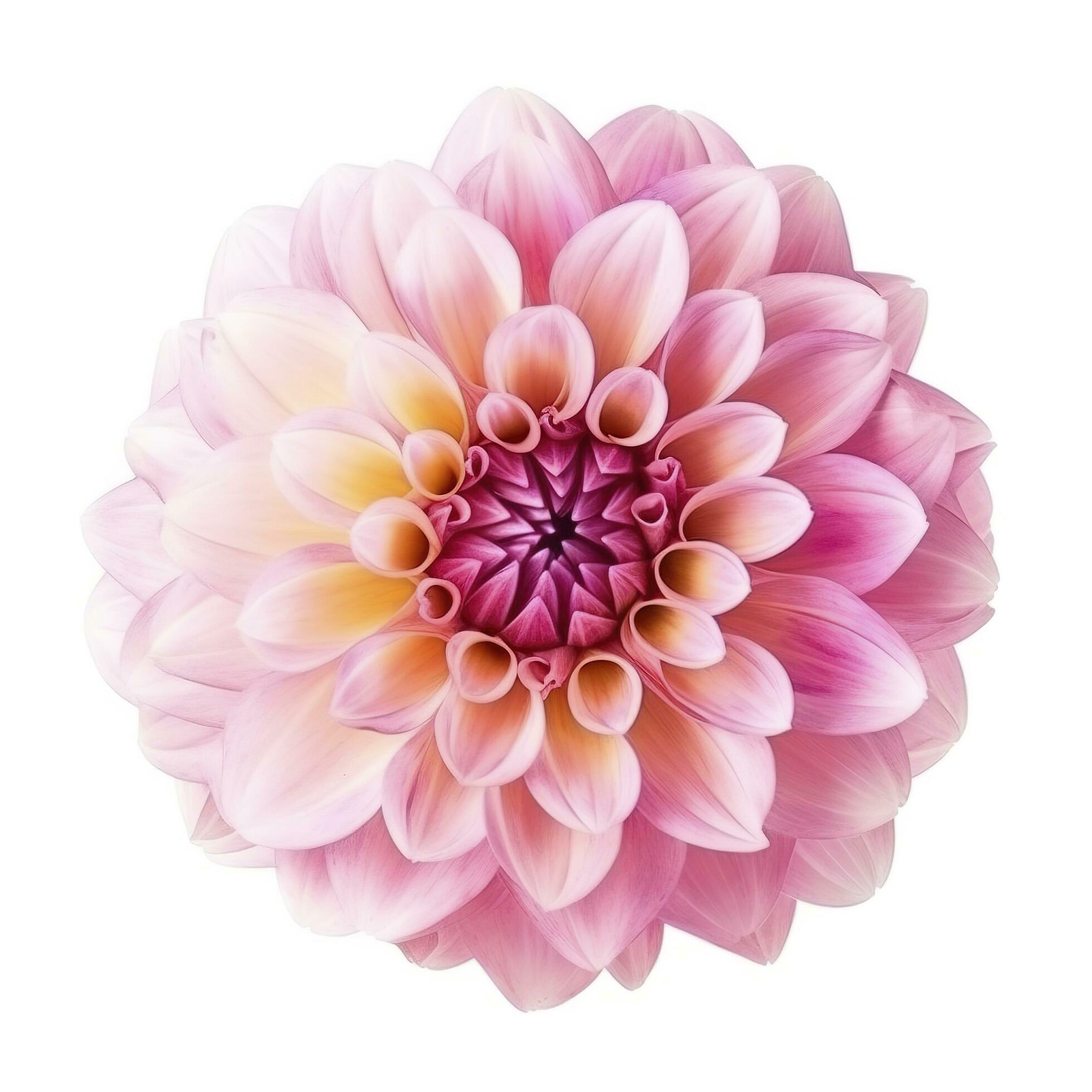 pink flower dahlia on a white background isolated with clipping path. Closeup. for design. Dahlia, generate ai Stock Free