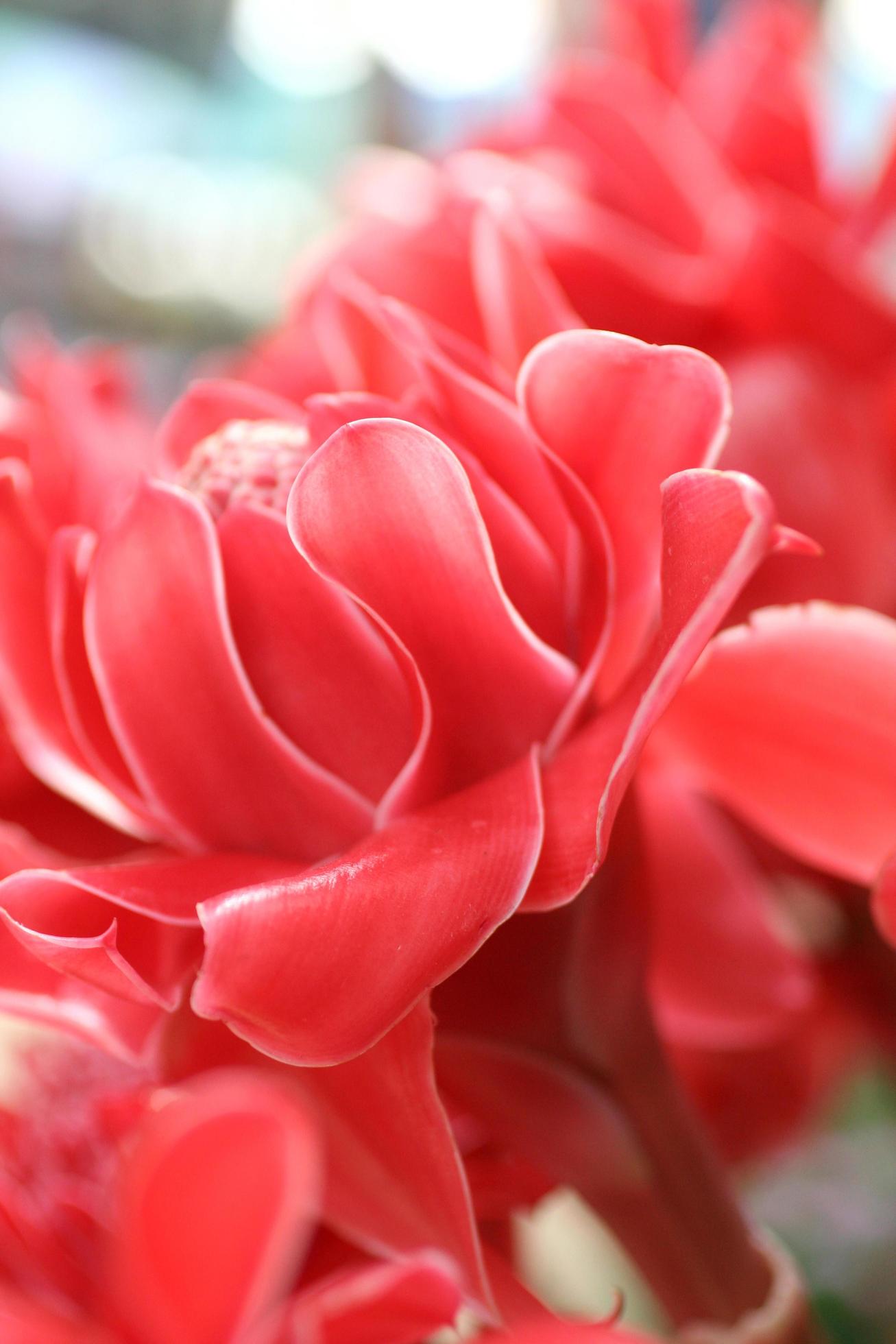 Beautiful red flower close up Stock Free