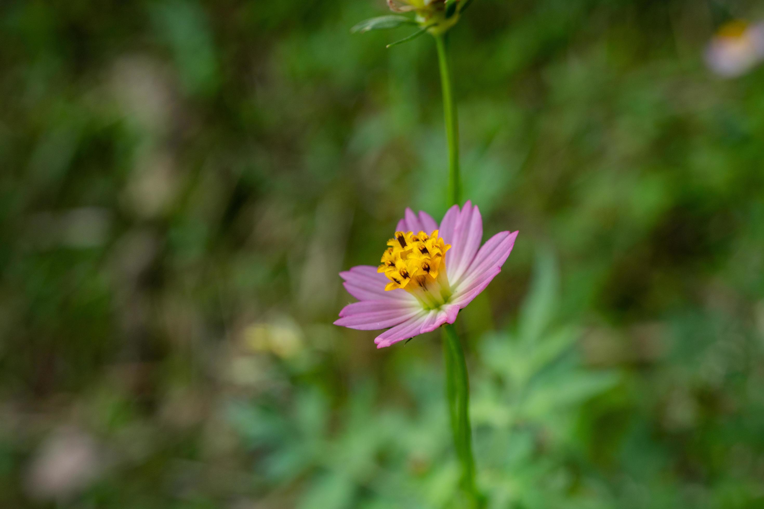 Yellow, white and pink flower on the garden when spring season. The photo is suitable to use for nature flower background, poster and advertising. Stock Free