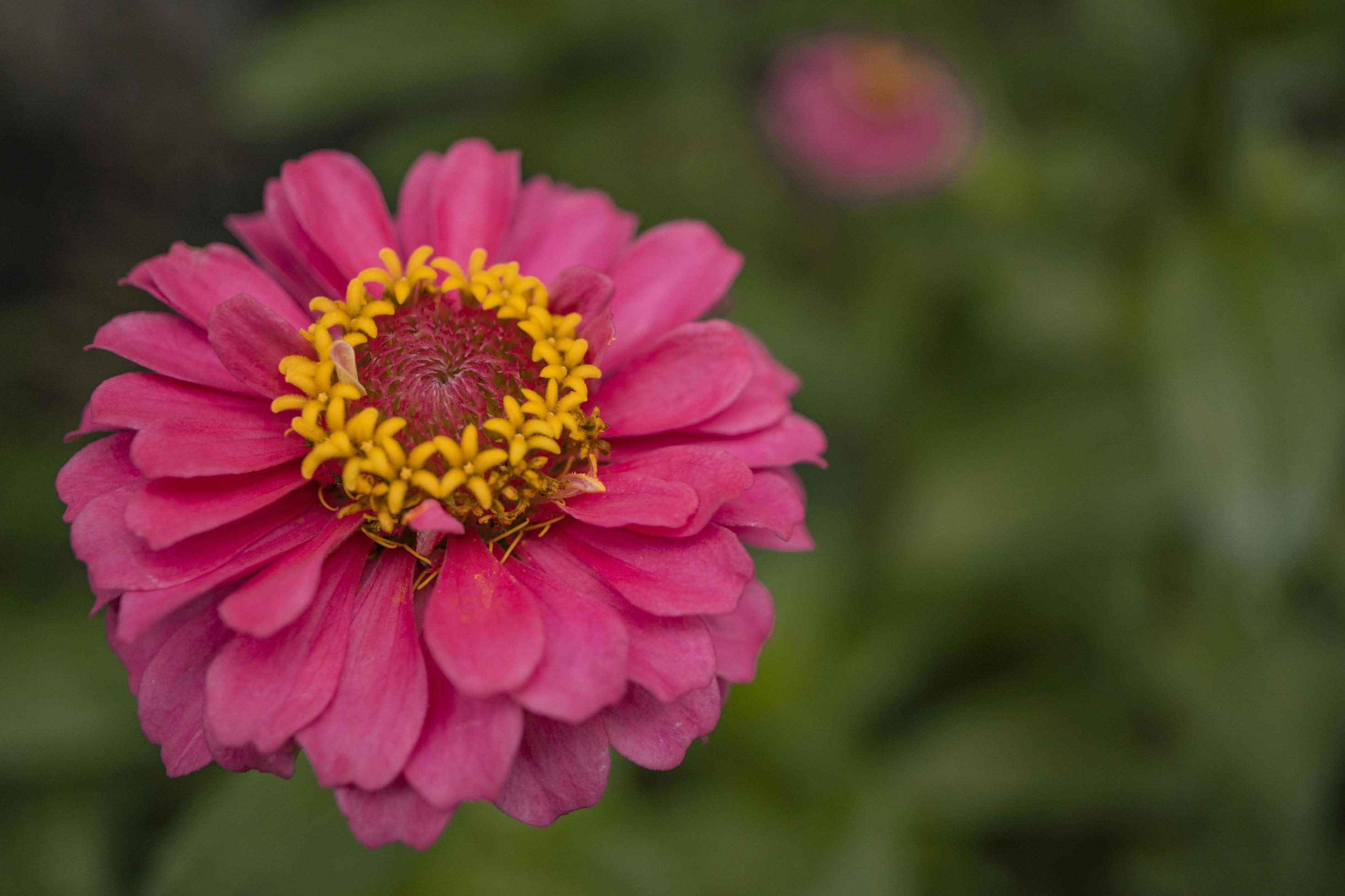 Close up photo of wild pink flower on spring time. The photo is suitable to use for nature background and content media social. Stock Free