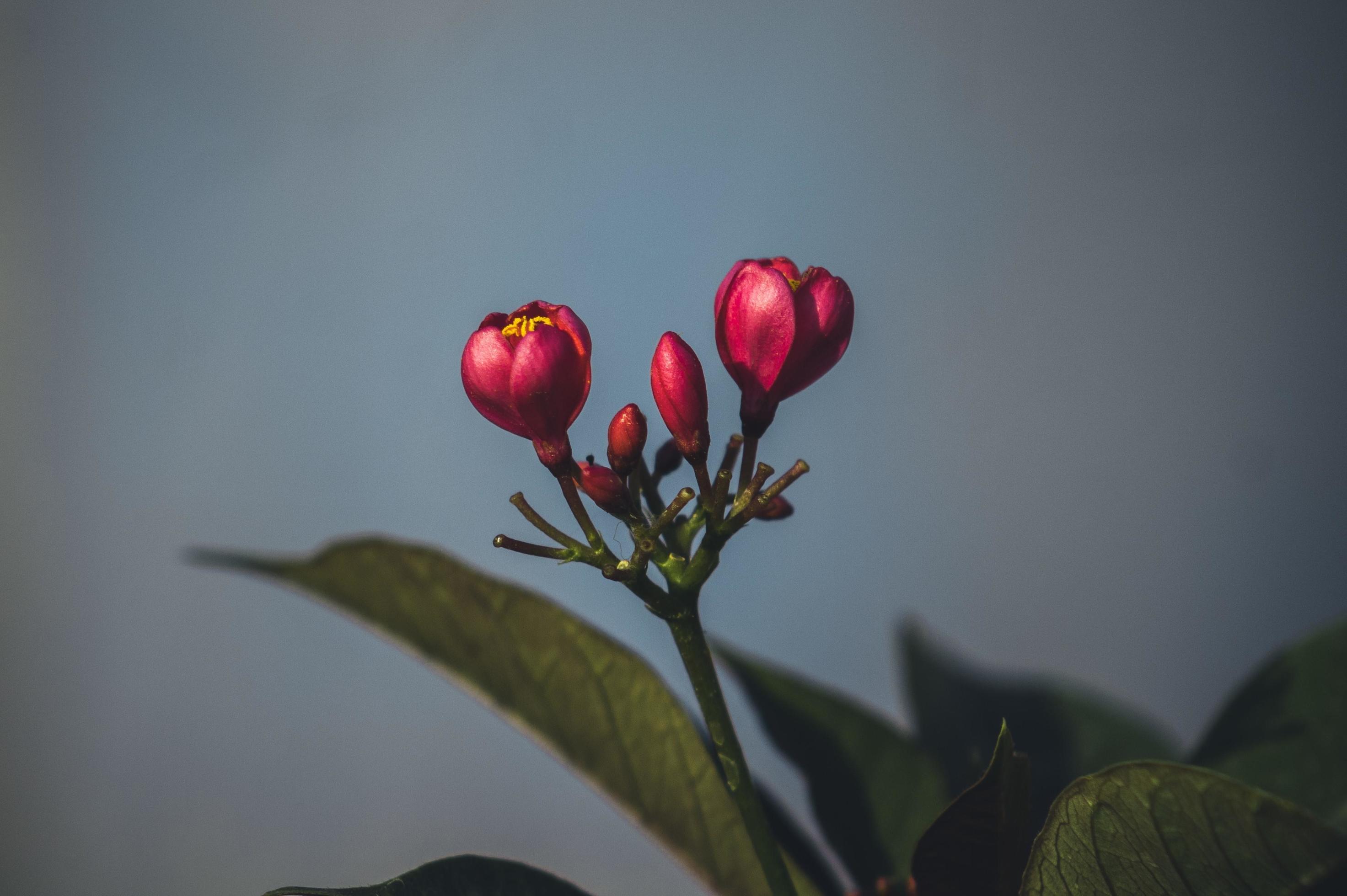 Red flower with green leaves Stock Free