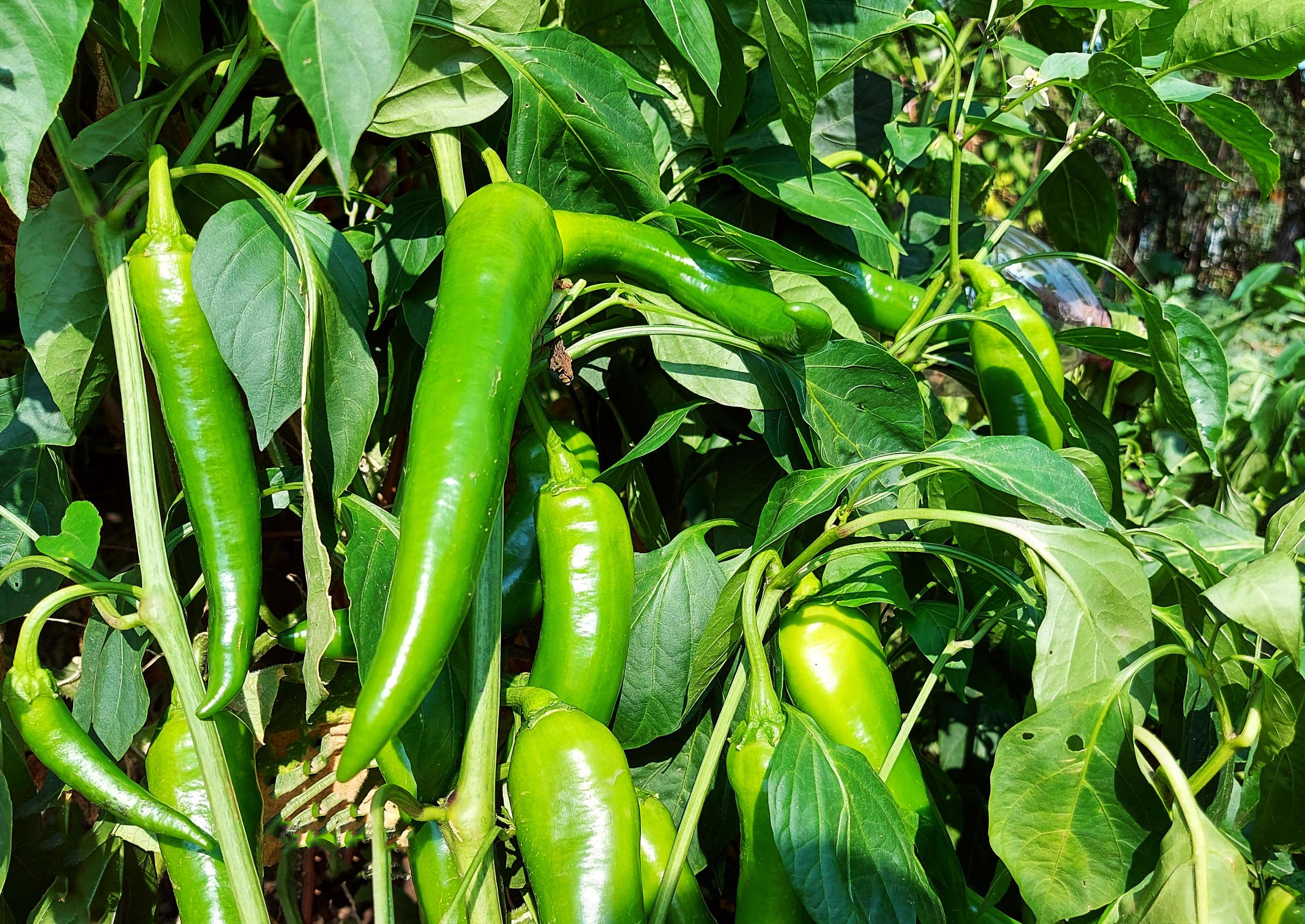 green hot peppers growing in the greenhouse. food plant. gardening, harvest, growing. Stock Free