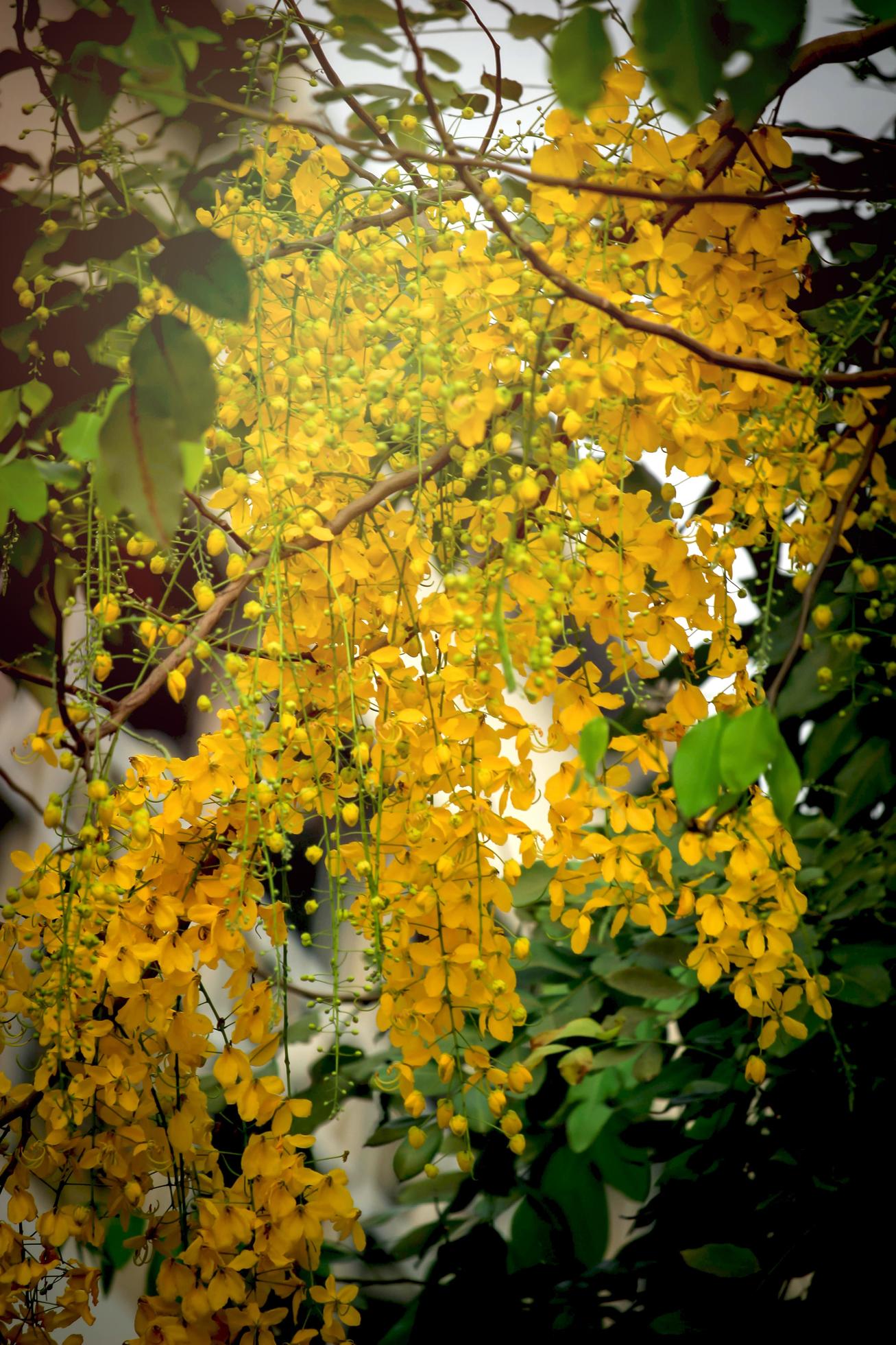 Beautiful golden shower flower Ratchaphruek, tropical yellow flower blooming in summer garden Stock Free