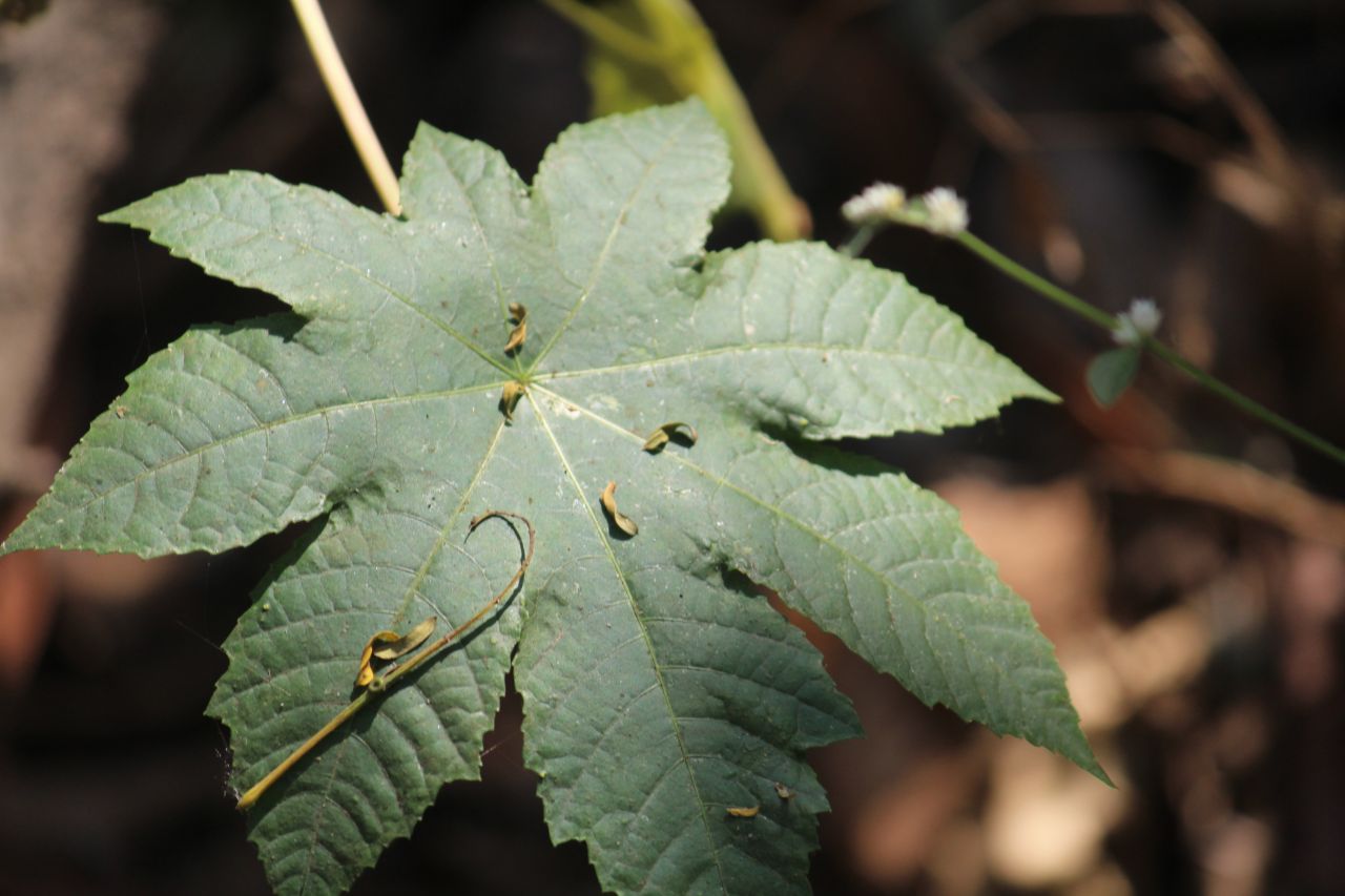 Leaf Closeup Stock Free