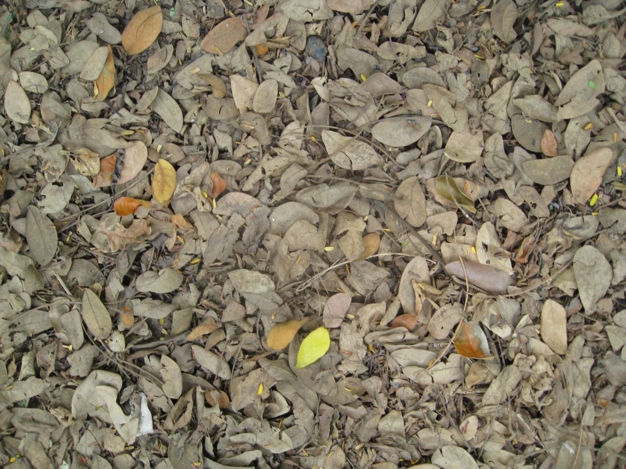 Leaves On Ground Rubbish Stock Free