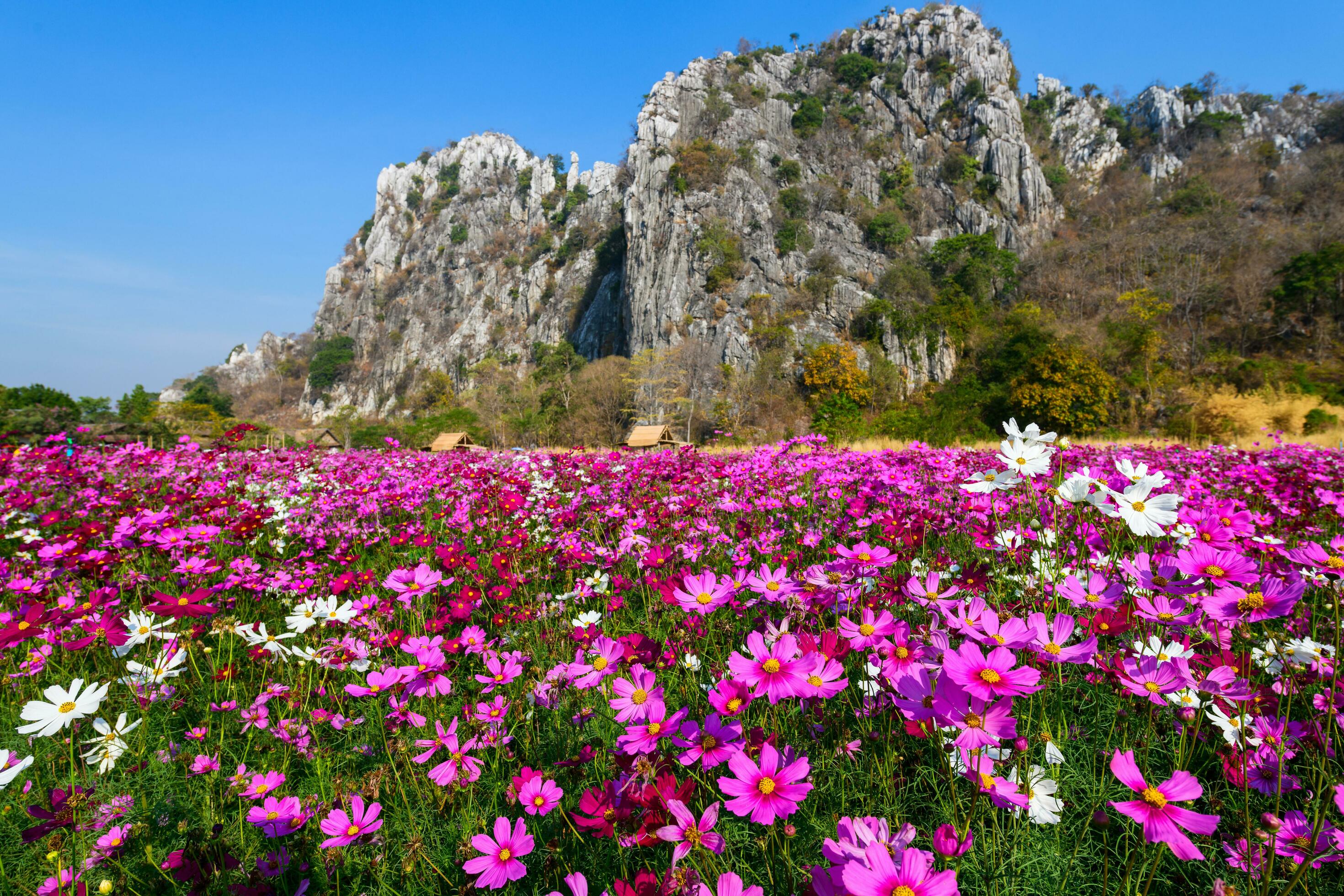 Beautiful pink cosmos field with Limestone mountain Stock Free