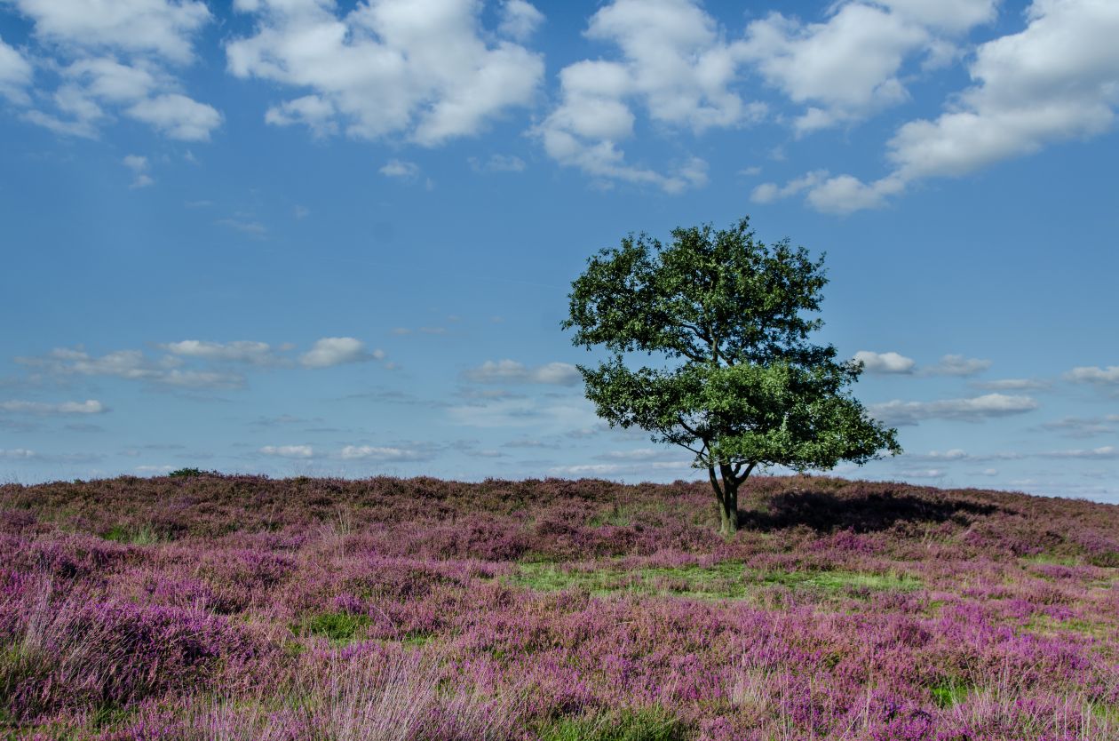 Purple moorland Stock Free