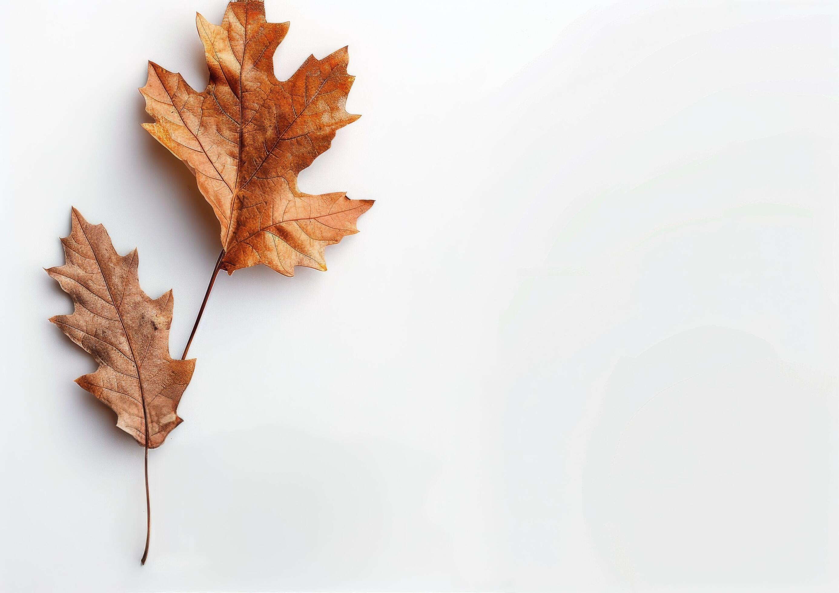 Single Brown Oak Leaf on White Background Stock Free