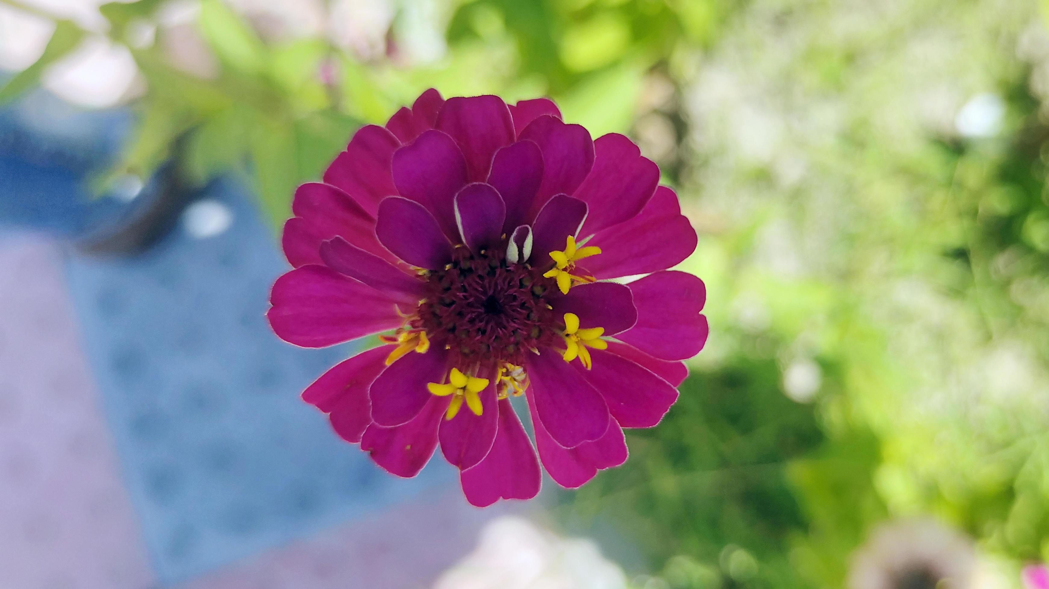 A pink flower with yellow center and a yellow center close photography Stock Free