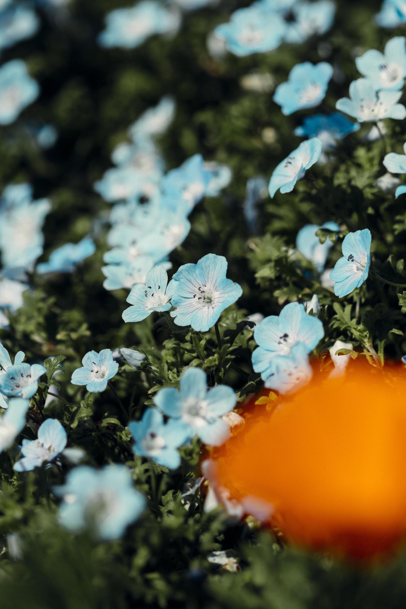 Close up of white and blue flowers Stock Free