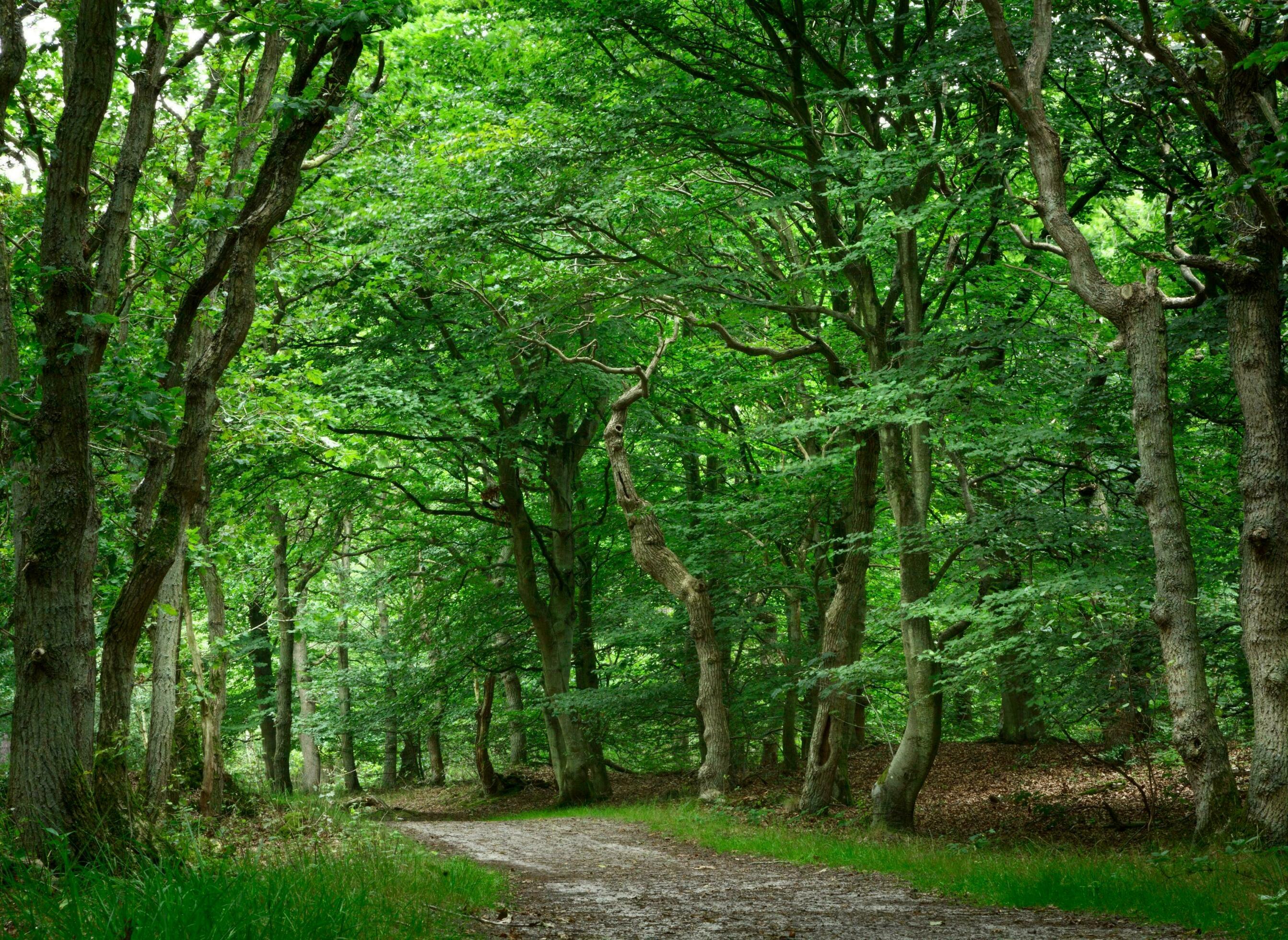 Nature green landscape sky background photo Stock Free