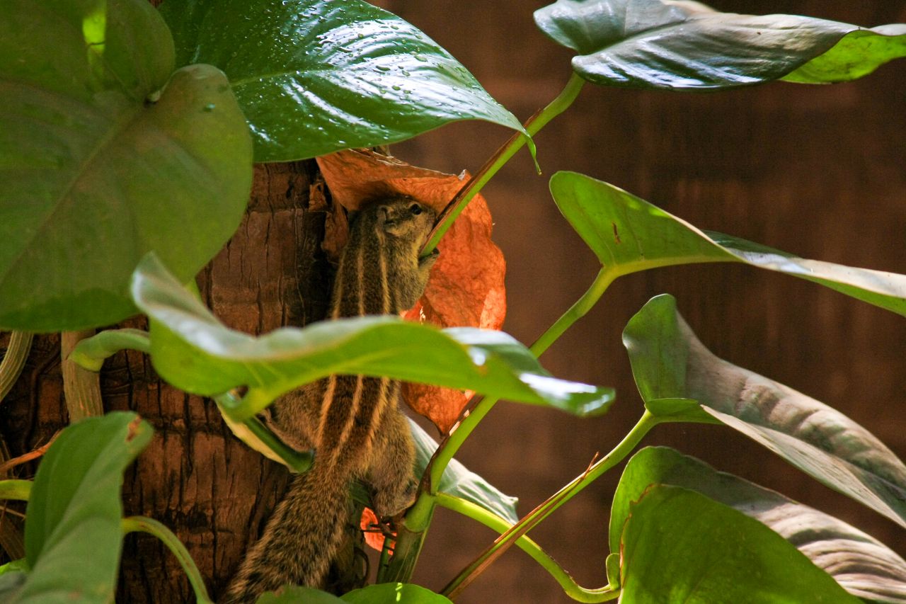 Squirrel Trees Leaves Stock Free