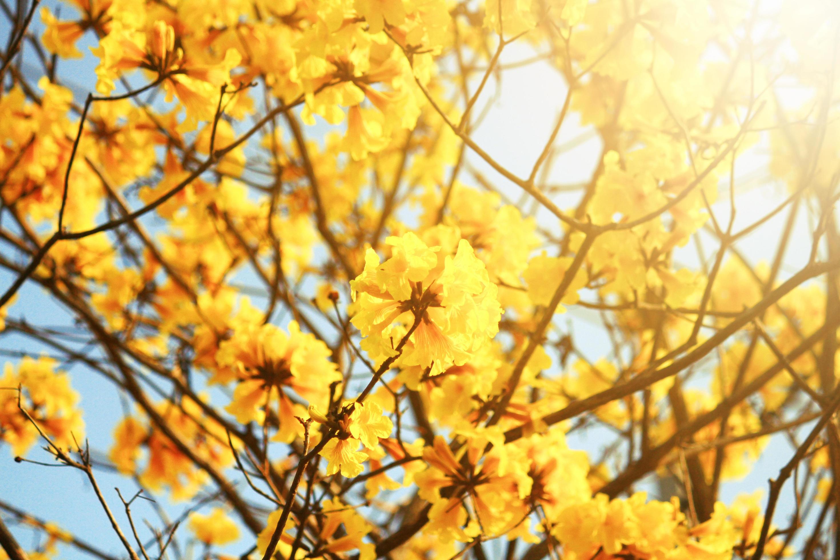 Blossom Dwarf Golden Trumpe flowers with blue sky. Tabebuia chrysotricha flowers Stock Free