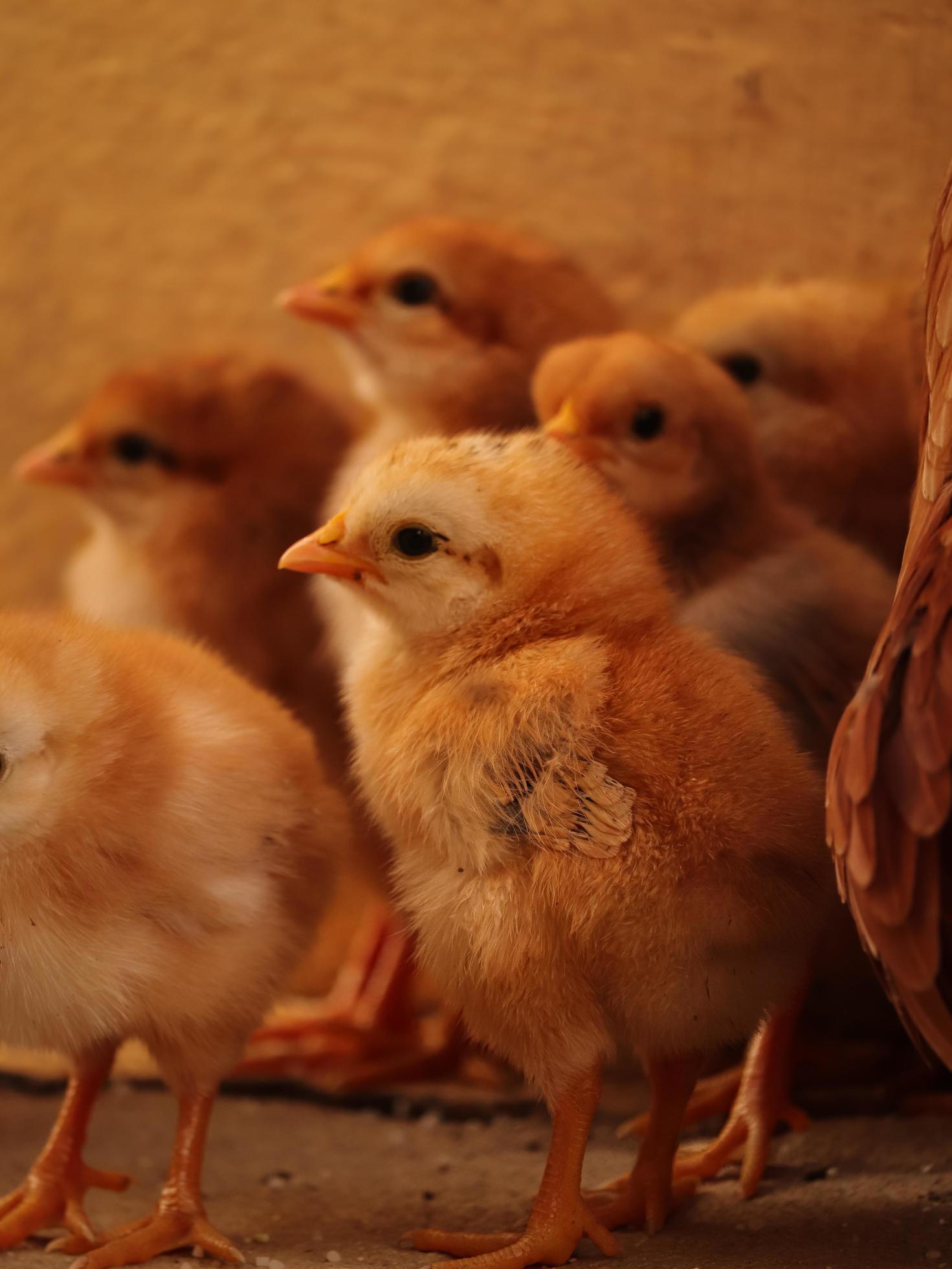 Little Chick at home , Baby Chick with family Stock Free