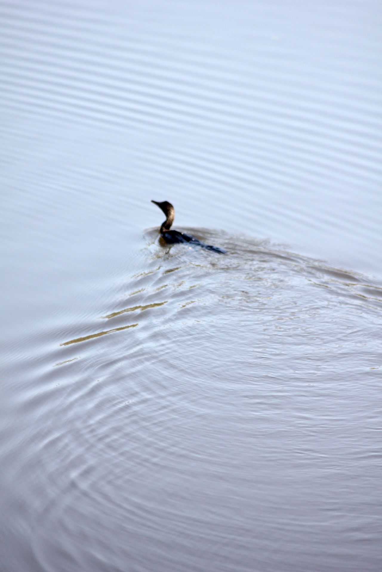 Duck Swimming Waves Stock Free