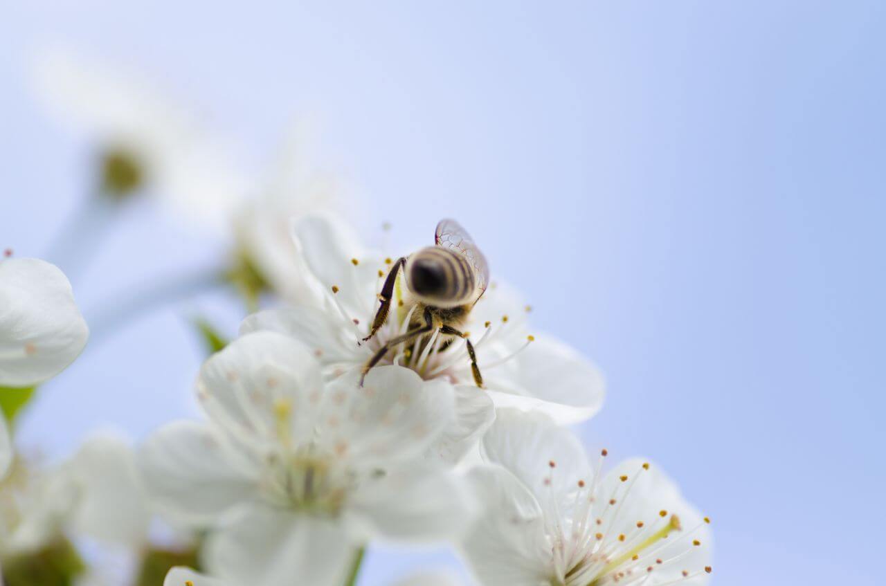 Bee White Flower Blue Stock Free