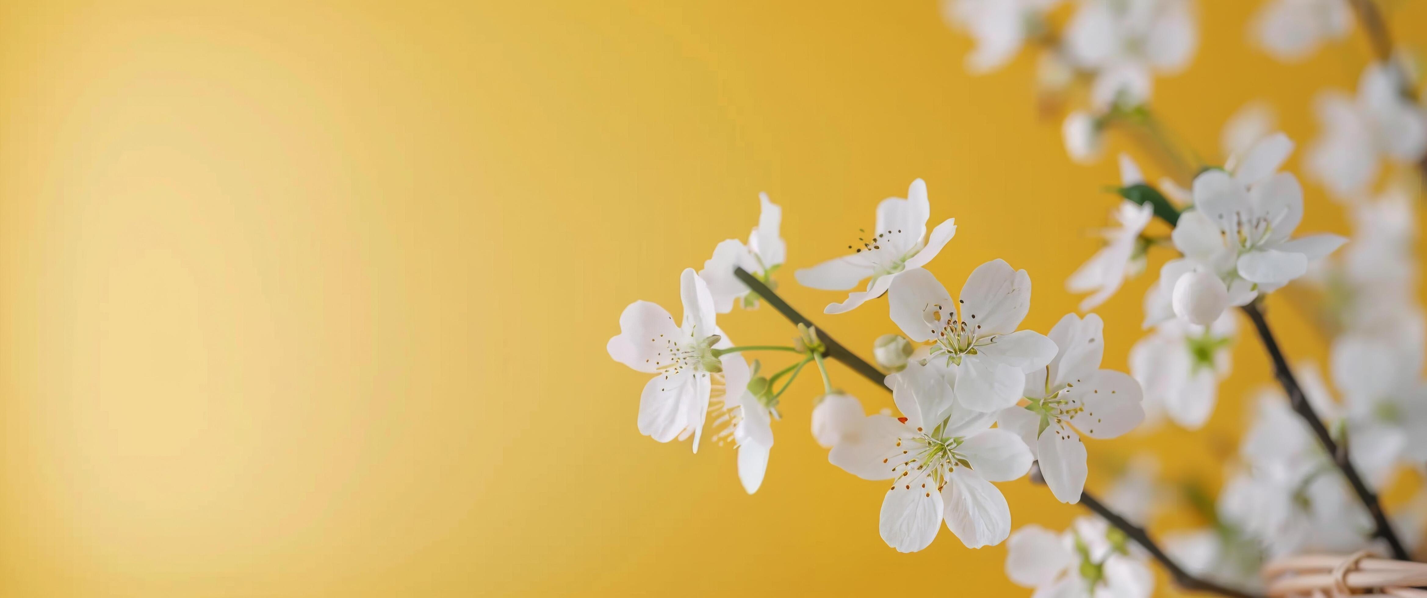 White Cherry Blossom Branch With Yellow Background in Springtime Setting Stock Free